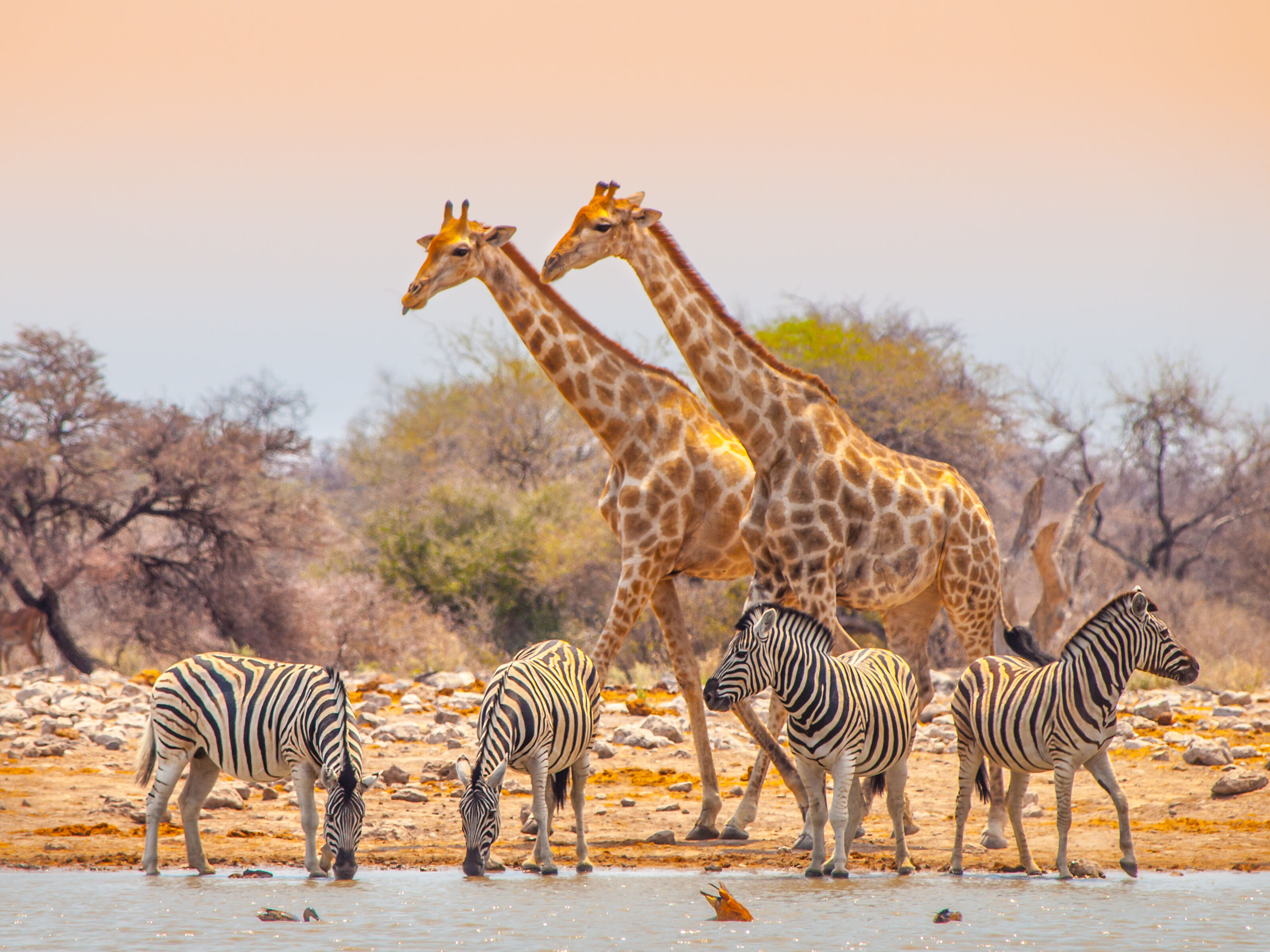 Safari dans le parc national d’Etosha 