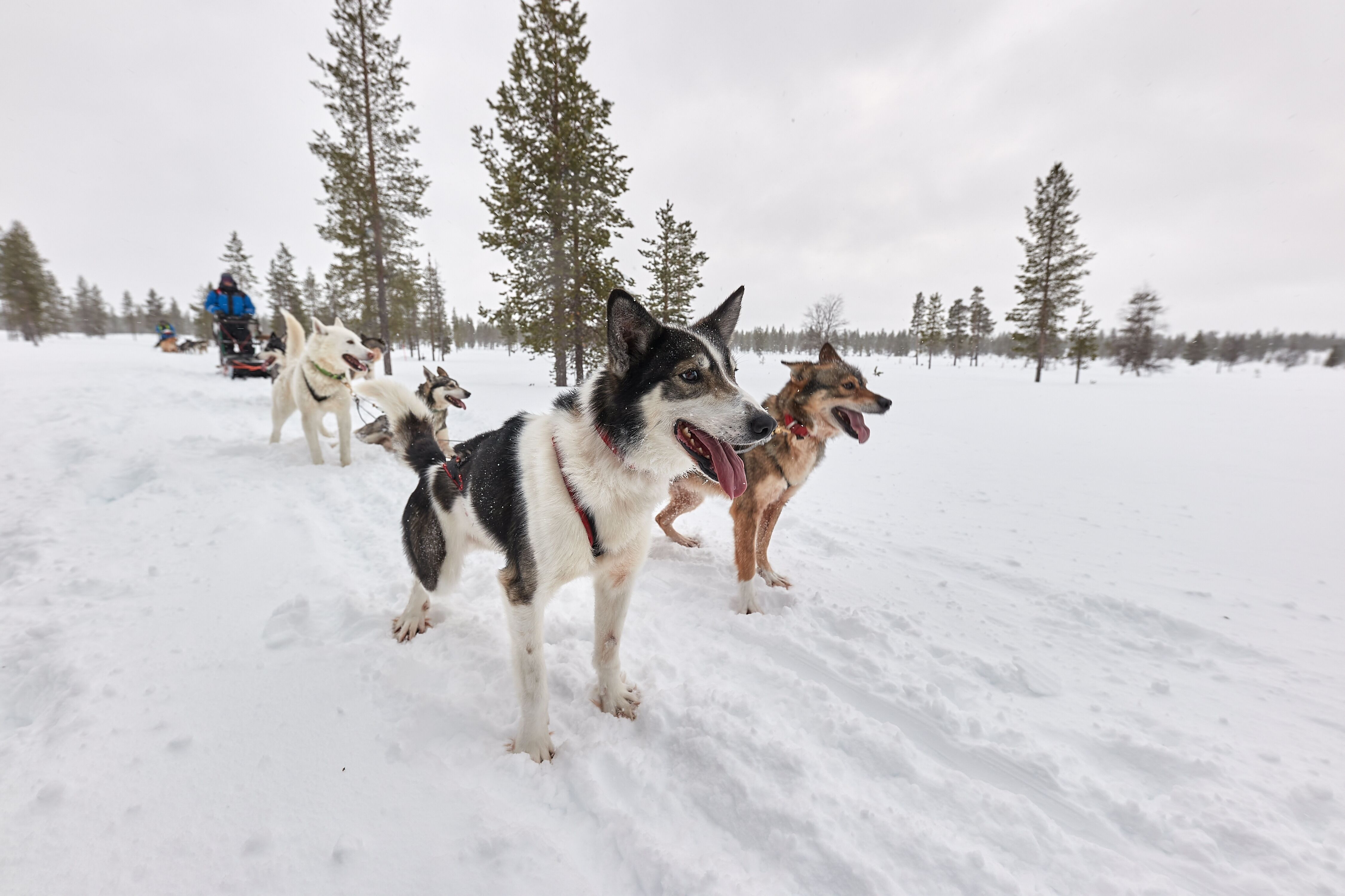 Conduite d'attelage de chiens de traîneau