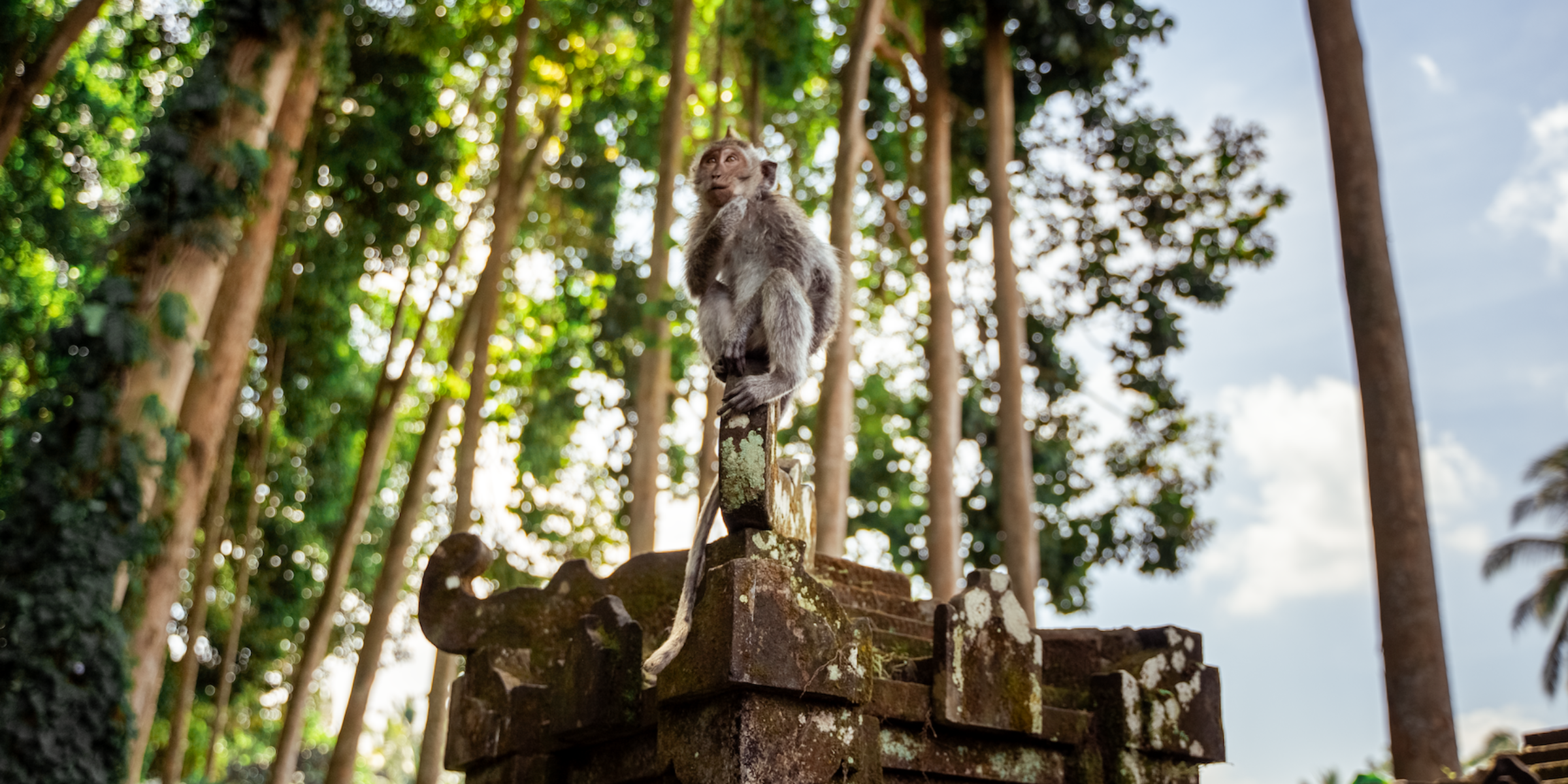 Ubud : virée en Volkswagen