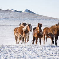 La randonnée à cheval dans la Vallée d’Orkhon