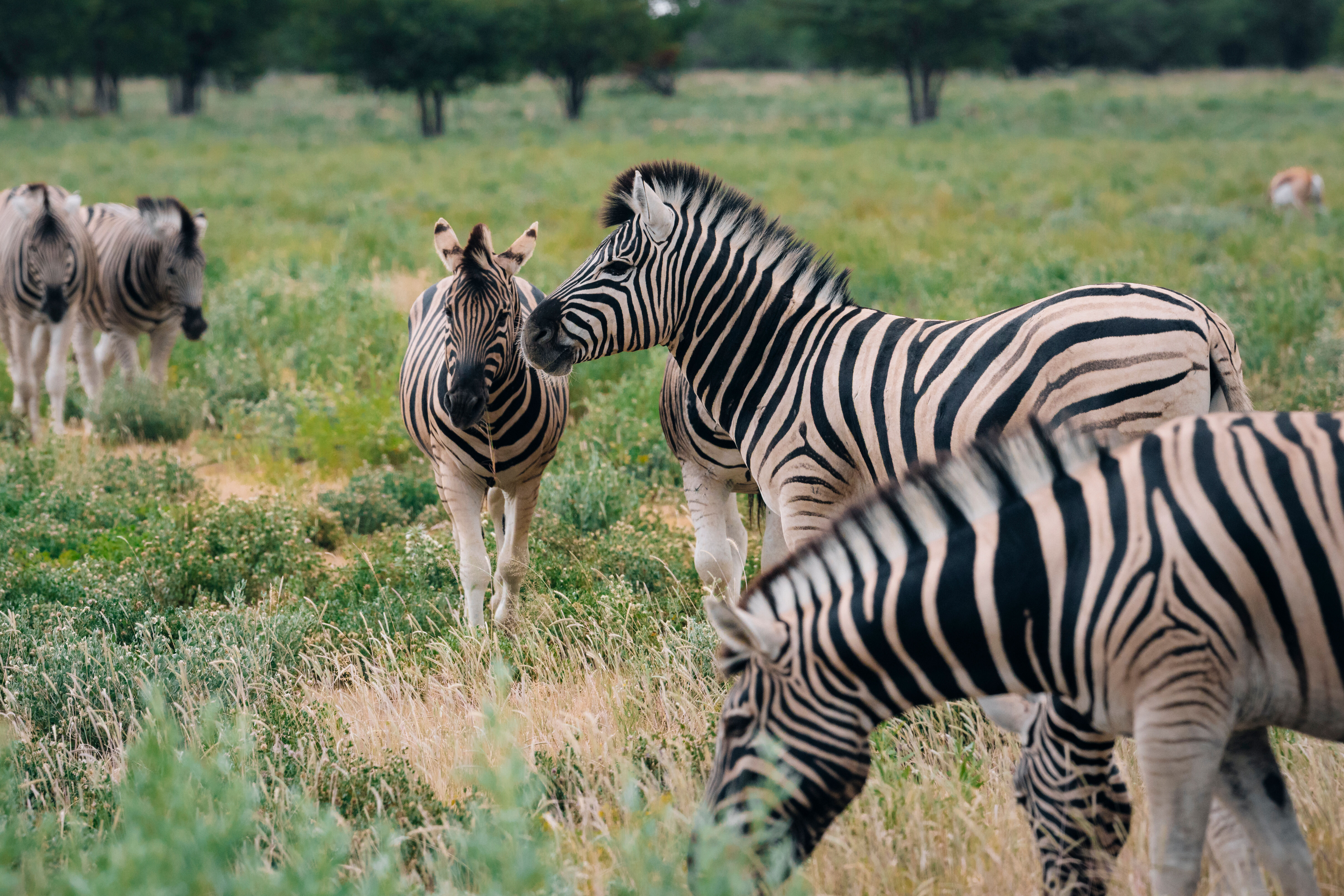 Waterberg - Parc National d’Etosha 