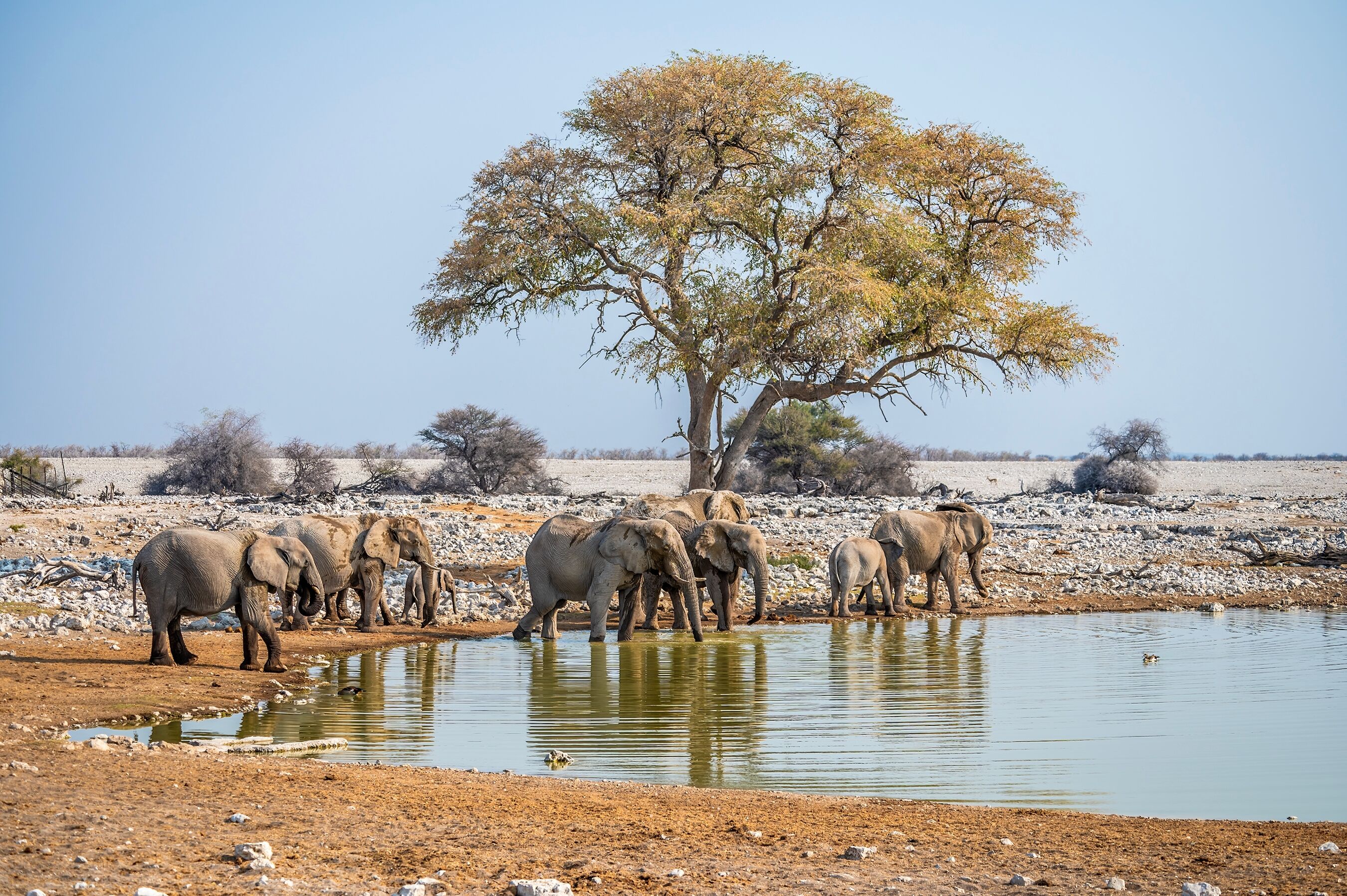 D'Etosha à Okahandje  