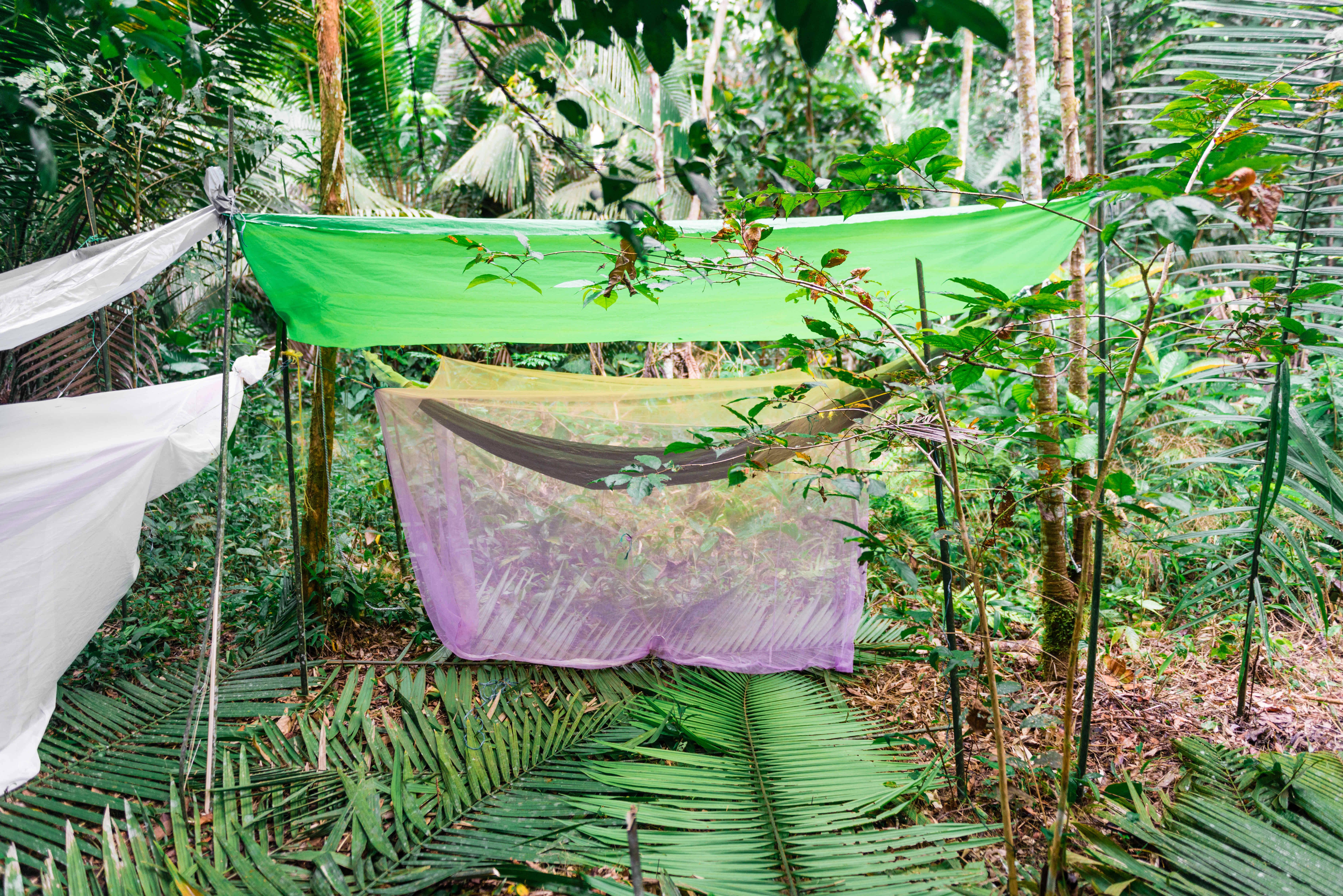 Au coeur de la jungle !