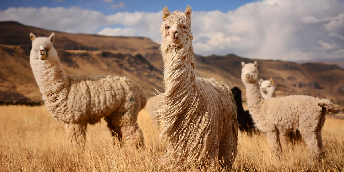 Excursion dans la vallée du Colca 