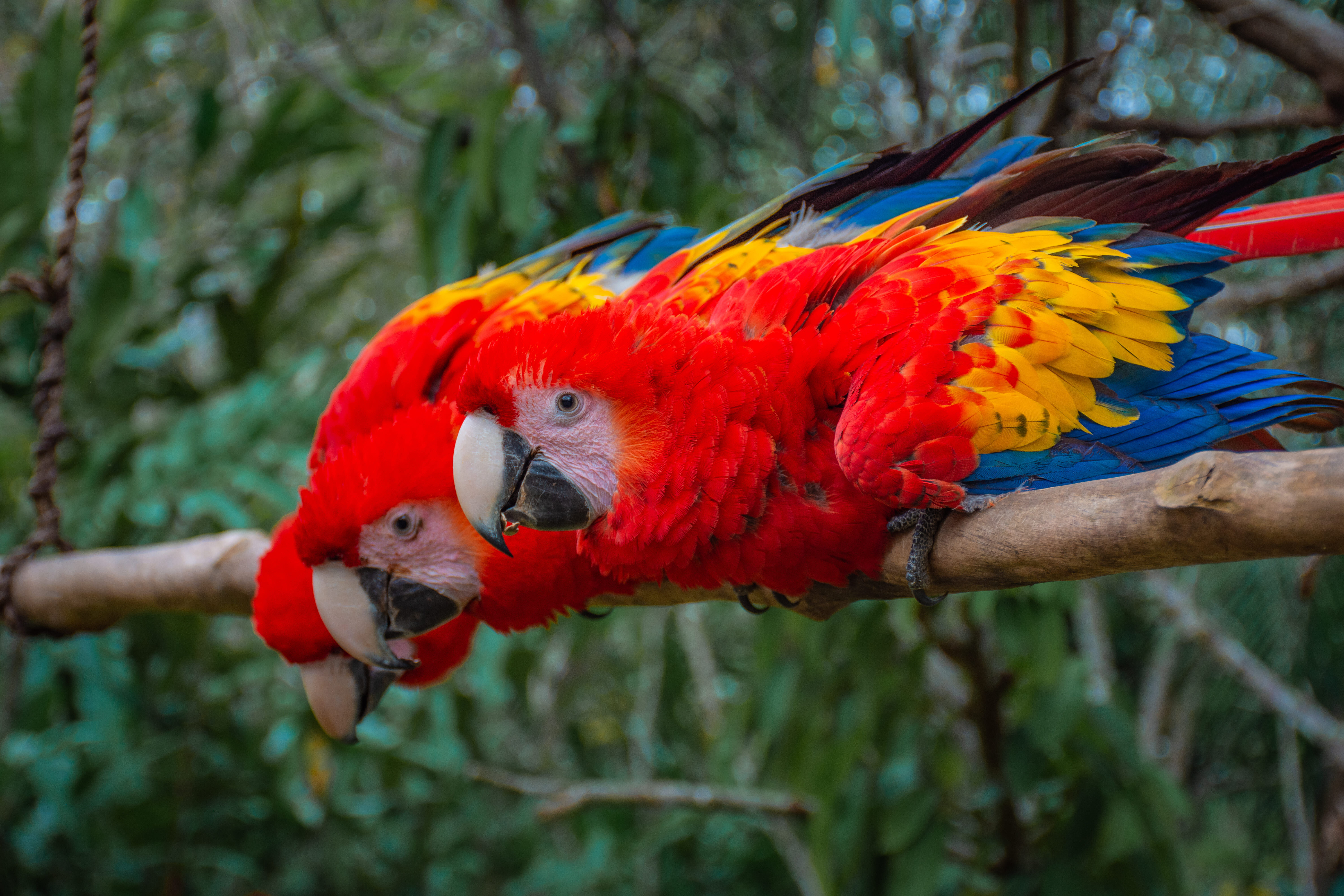Marqués de Comillas – Frontera Corozal 