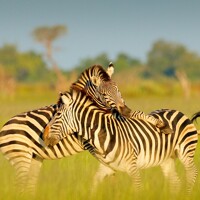 Le parc national d’Etosha