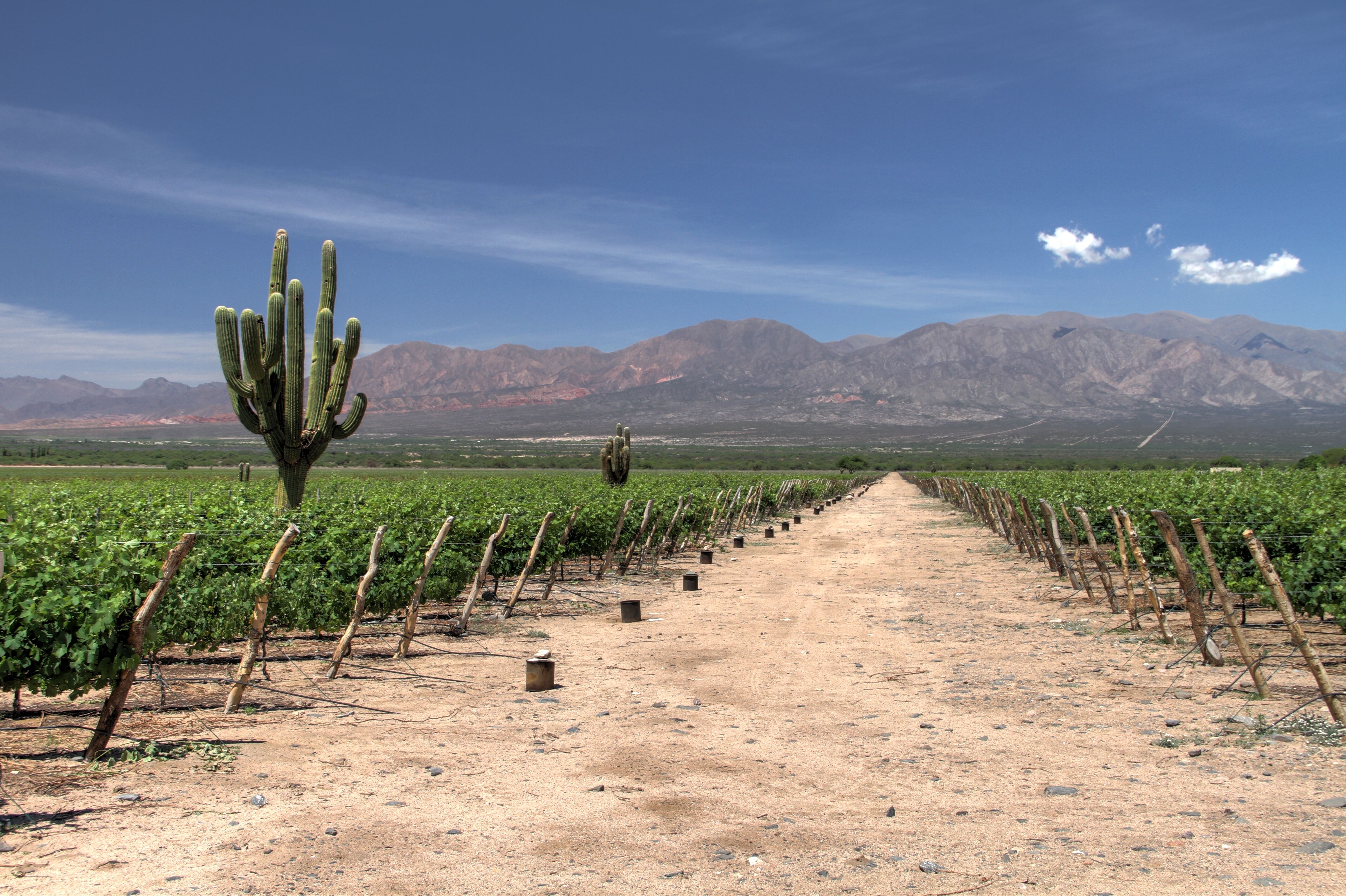 Cafayate : randonnée à La Yesera et visite d’un vignoble 