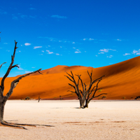 Visite de Deadvlei et de Sossusvlei