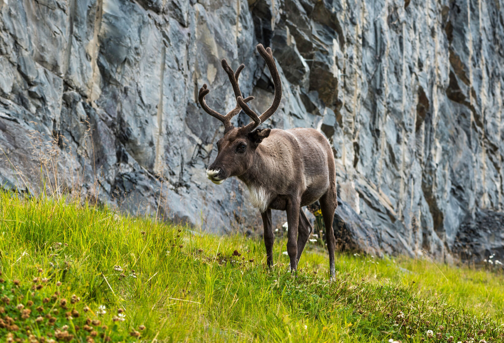 Traversée du pays lapon - Karasjok 