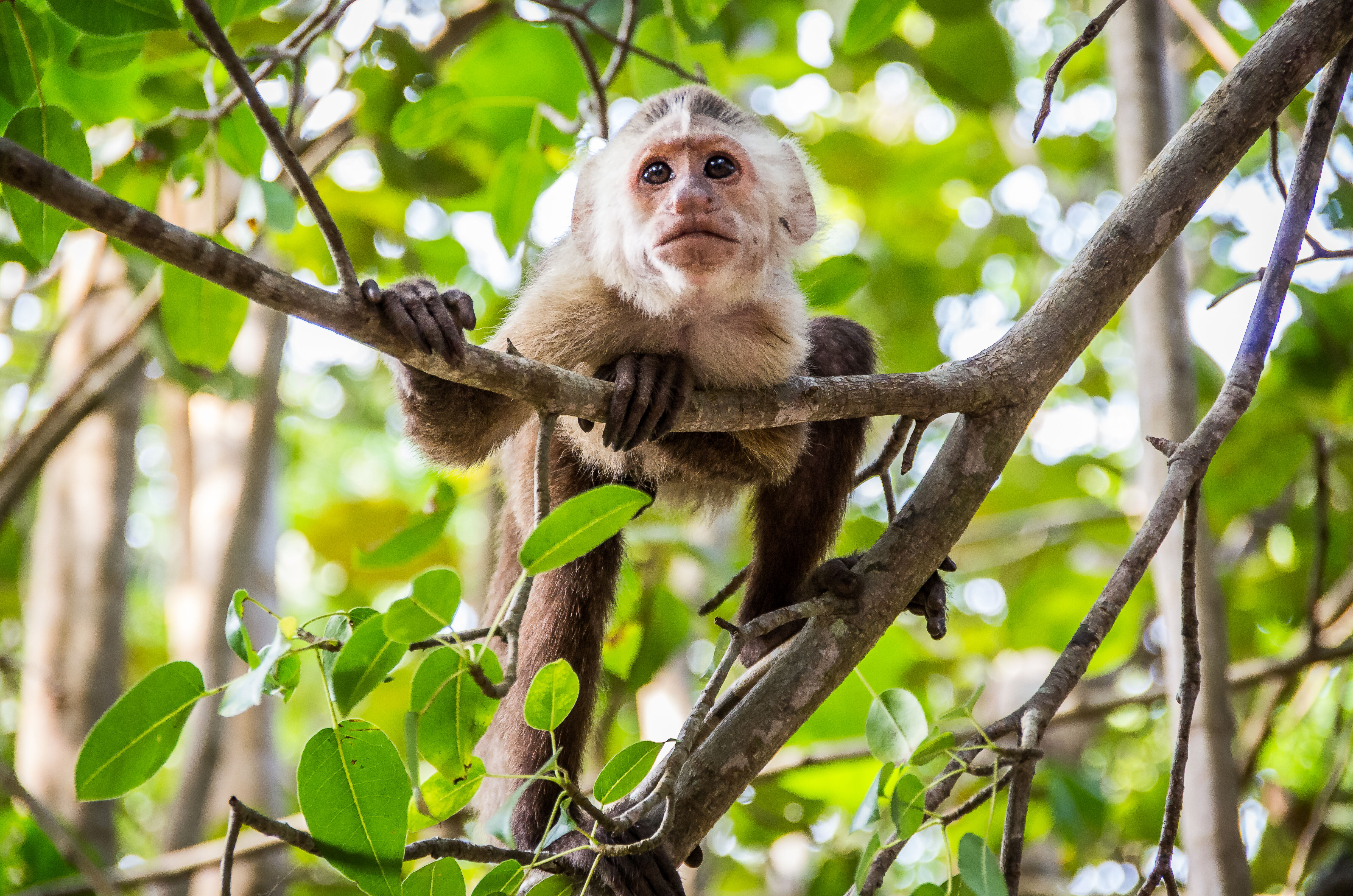 Mini trek dans le Parc Tayrona 