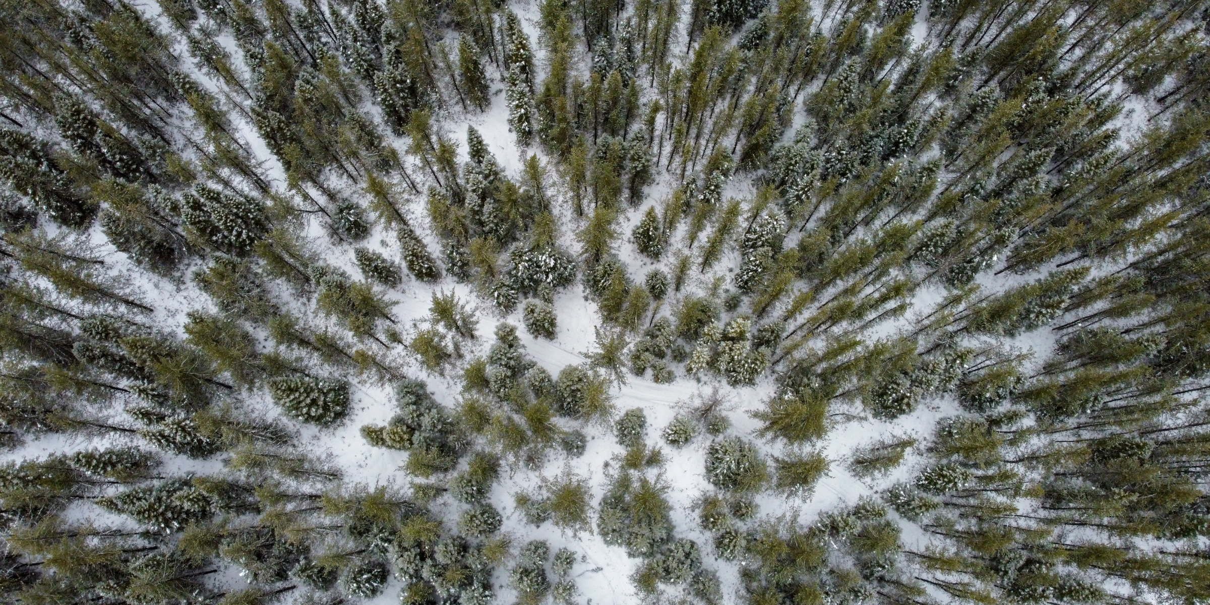 Saguenay : atelier survie en forêt boréale 