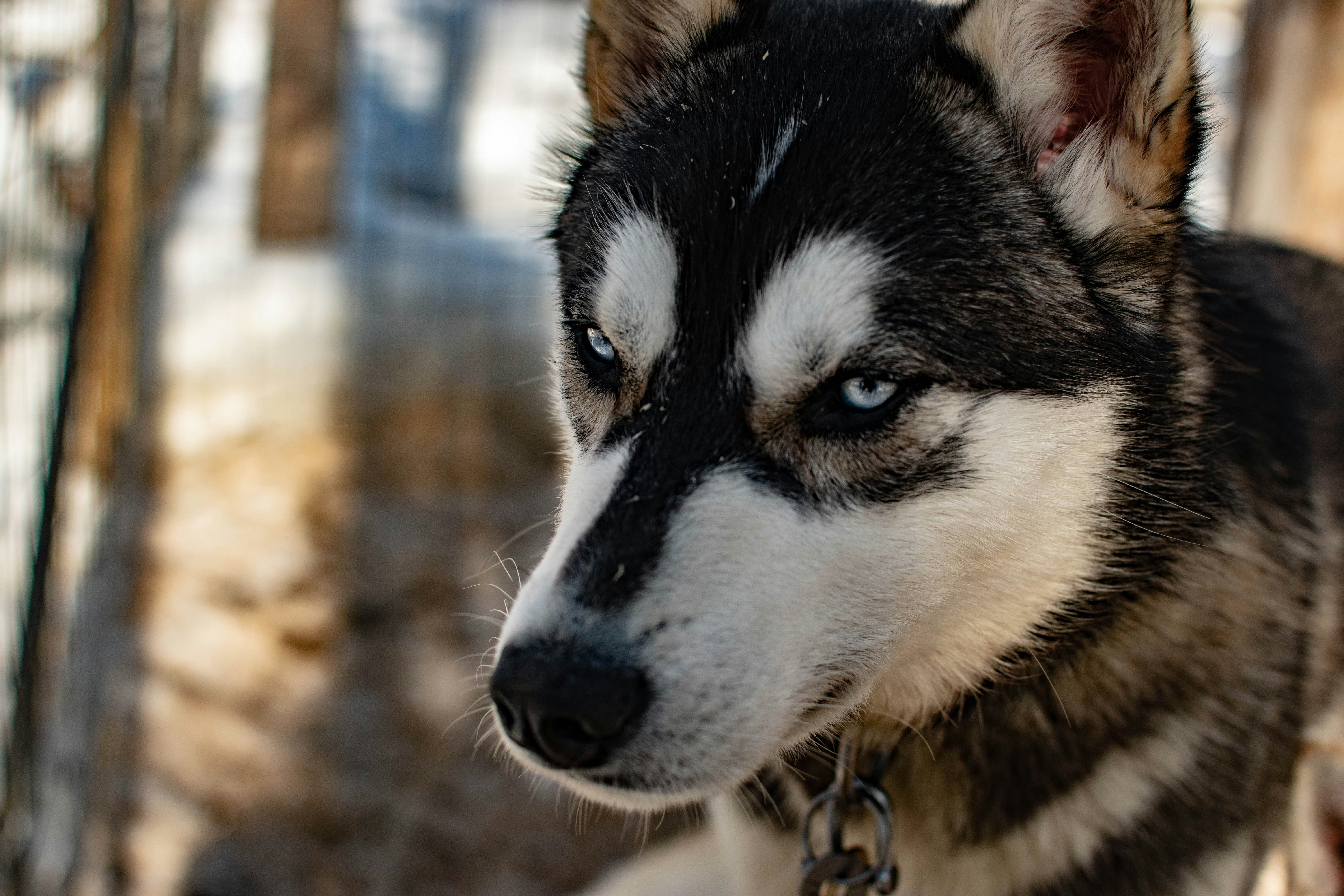 Hossa : cani-rando 