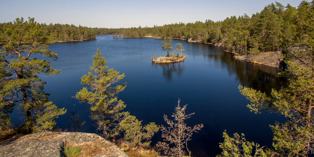 Safari d'observation des élans 