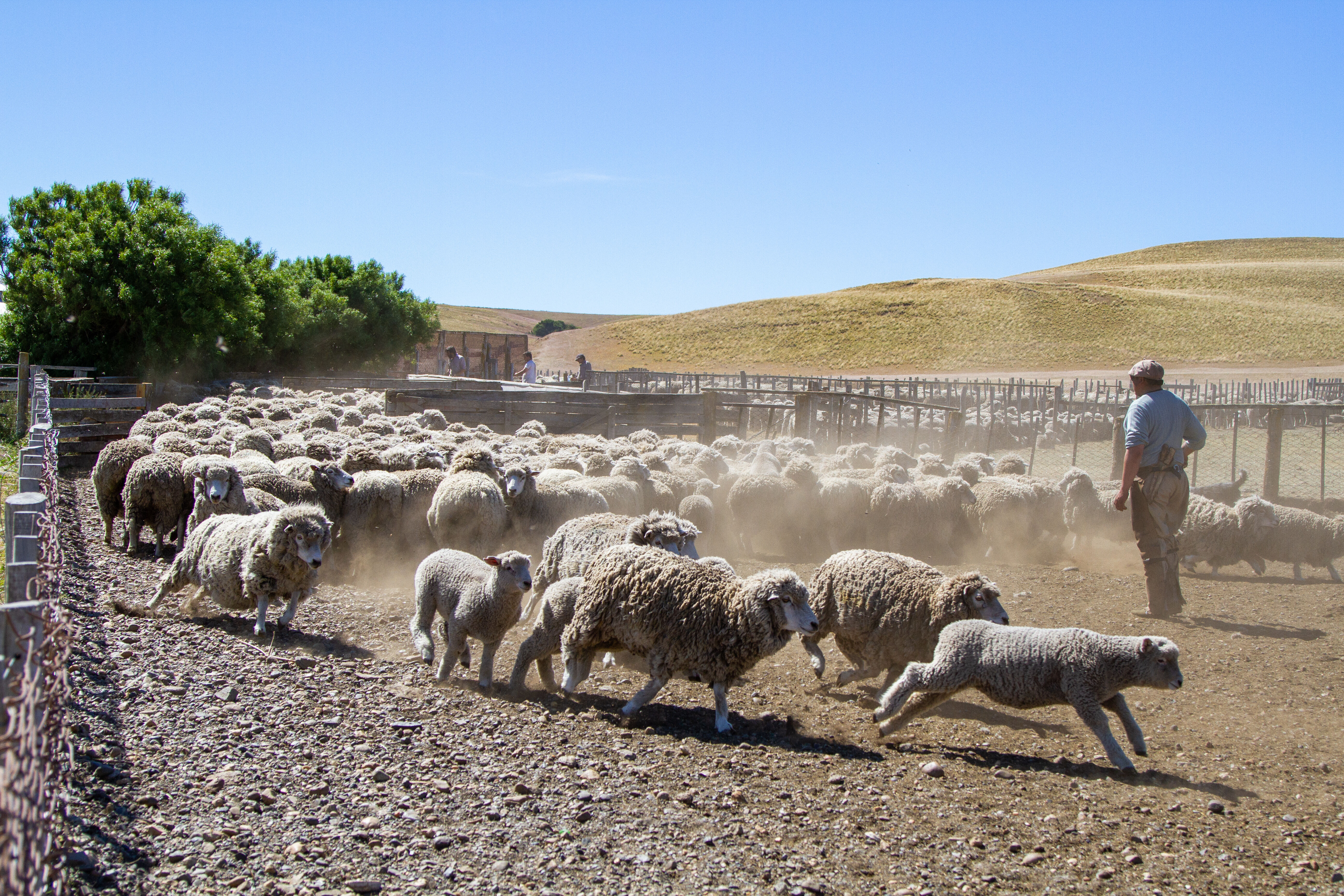 Journée à l'estancia Nibepo Aike 