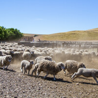 Journée à l'estancia Nibepo Aike
