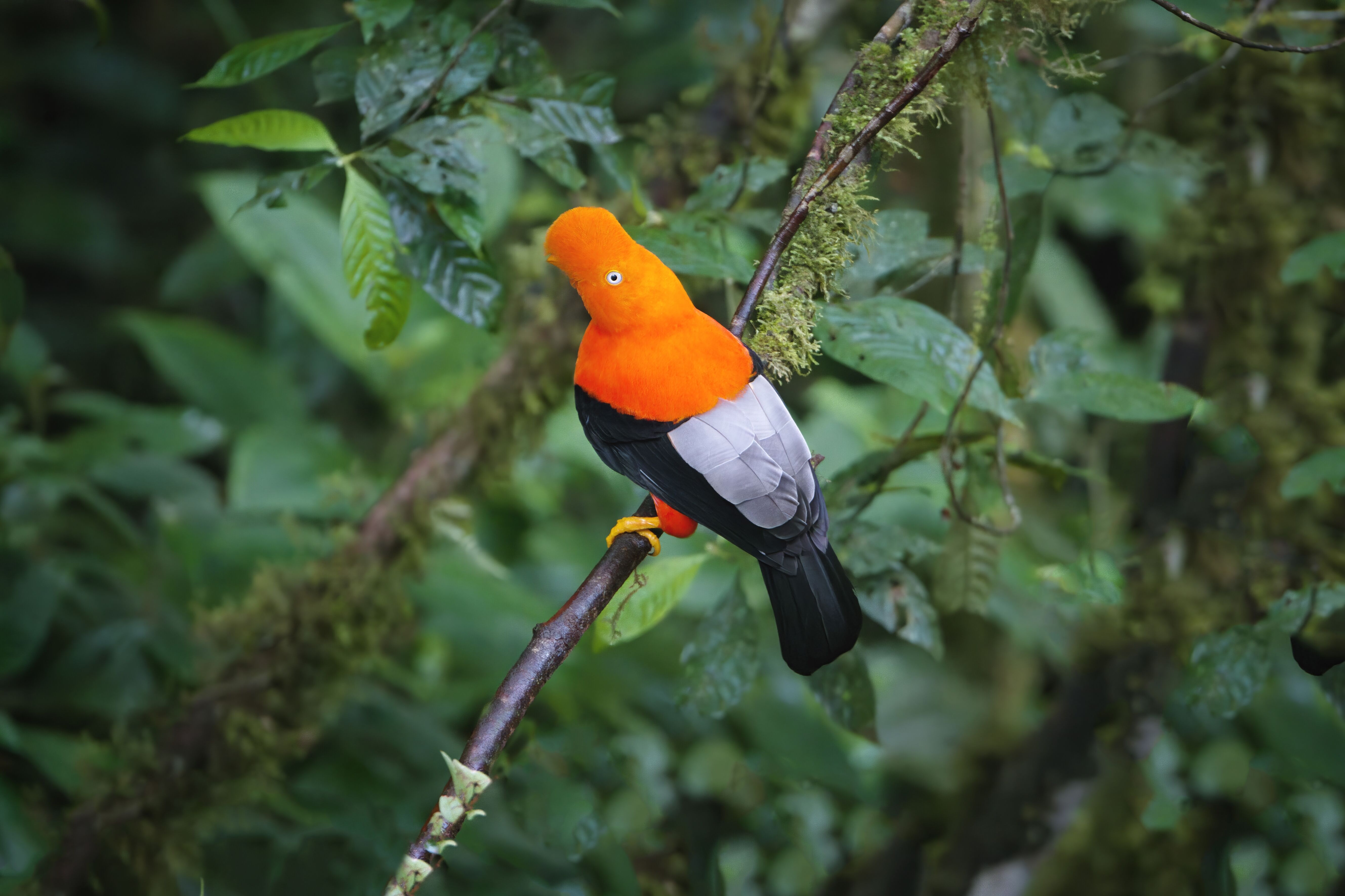 Lodge Amazonien - Pilcopata - Chontachaca - Cusco 