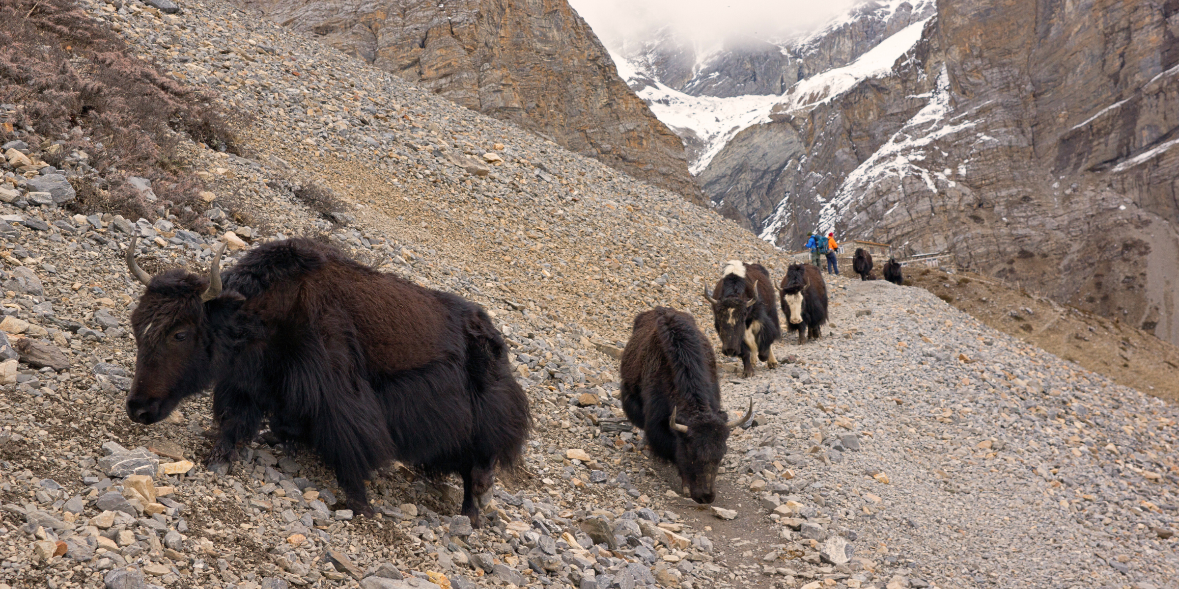 Manang – Yak Kharka (4220m)