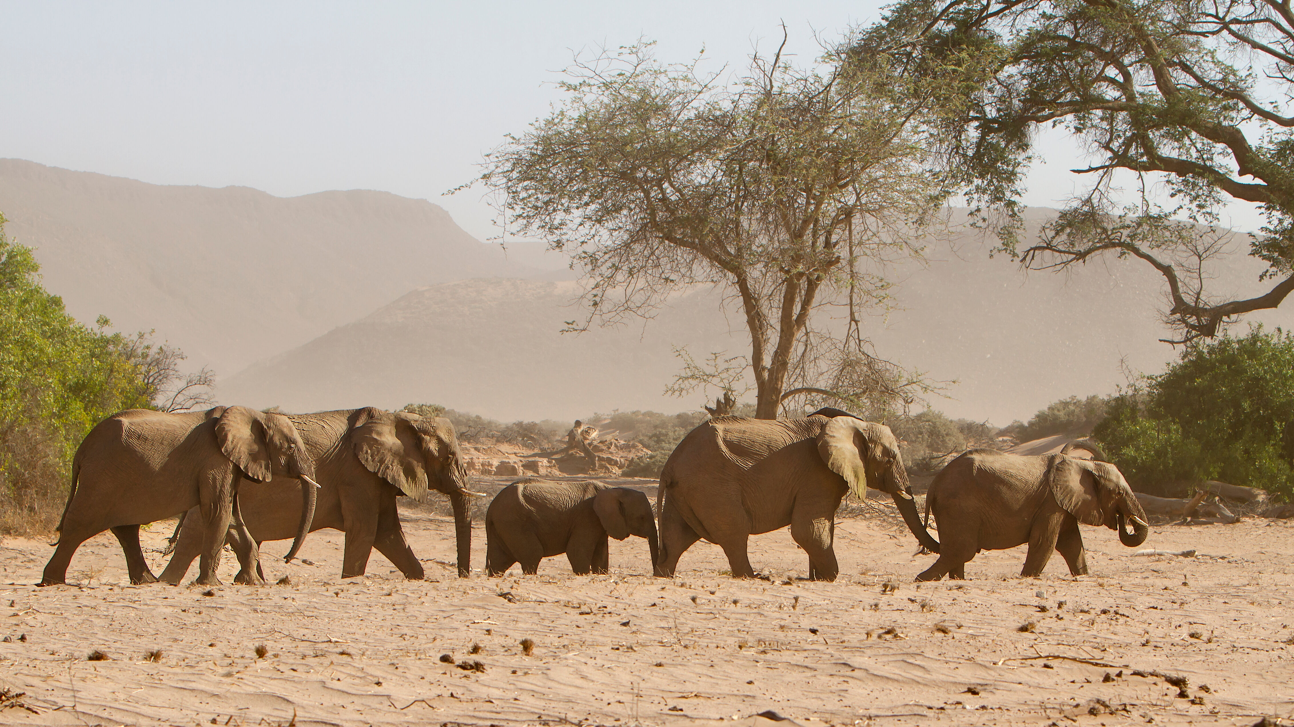 Sur les traces des éléphants du désert 
