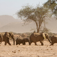 Sur les traces des éléphants du désert