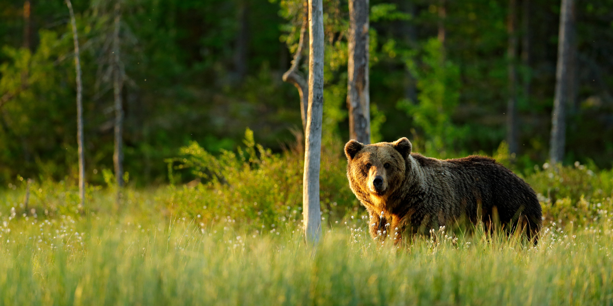 Journée libre et soirée observation de l'ours 