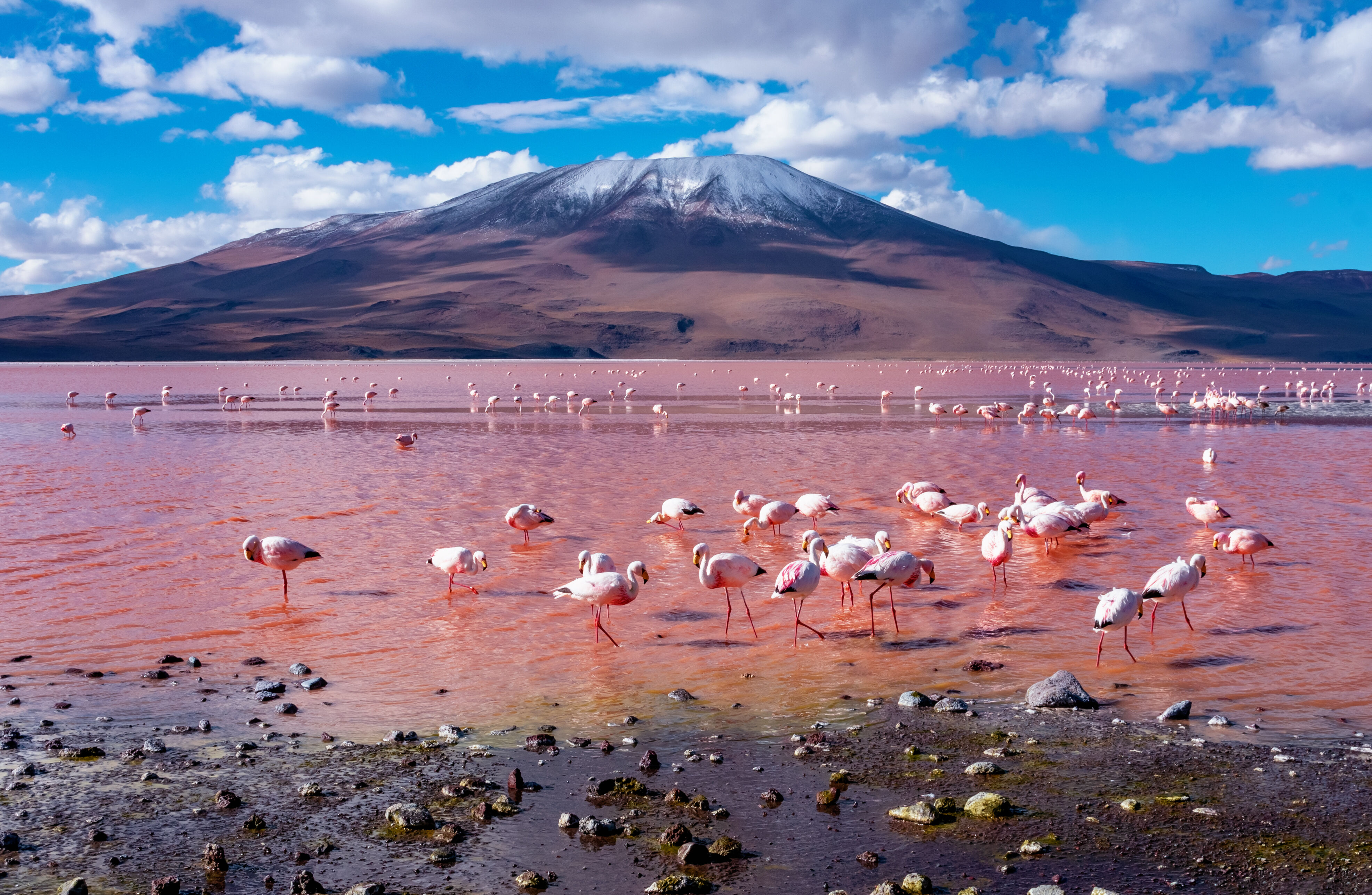 San Pedro de Atacama - lagunes Blanca et Verde - geysers Sol de Manana - désert de Siloli 