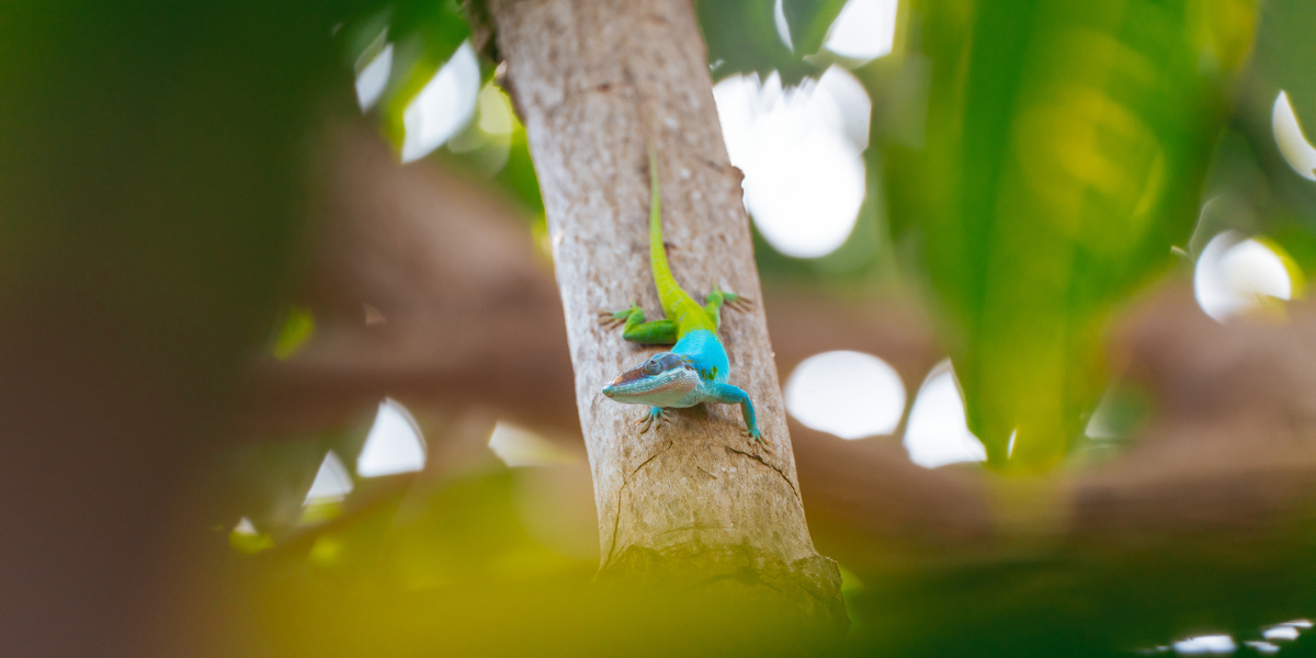 La Havane : vol retour 