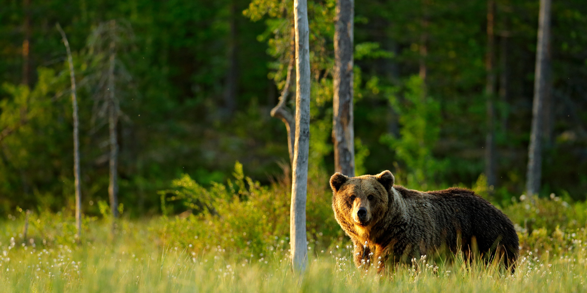 VTT et observation des ours 