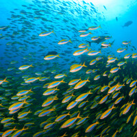 Los Barriles : le Parc National de Cabo Pulmo