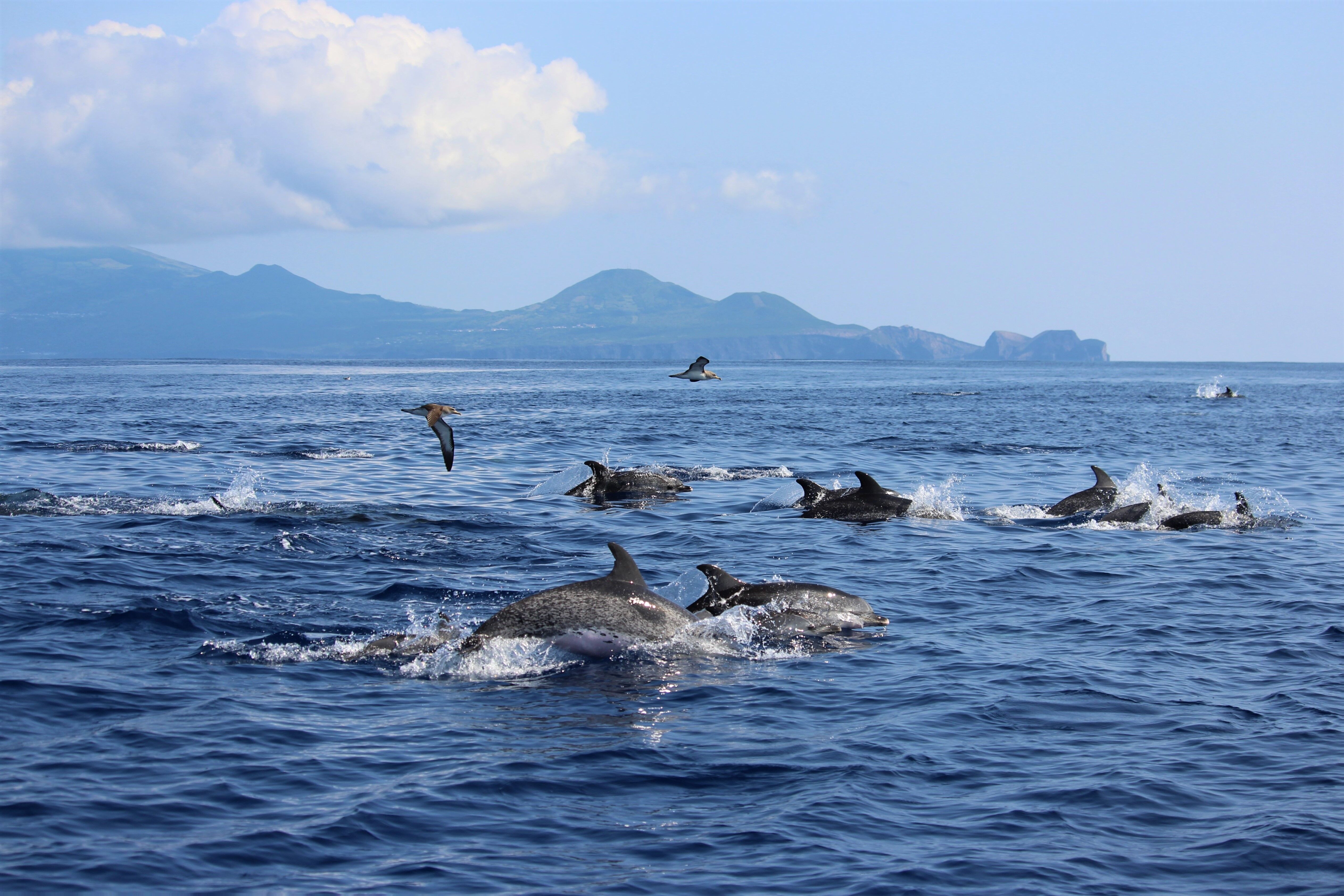 Ponta Delgada : excursion en mer