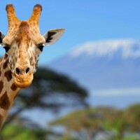Bienvenue en Tanzanie ! (Attention les vols peuvent partir la veille)