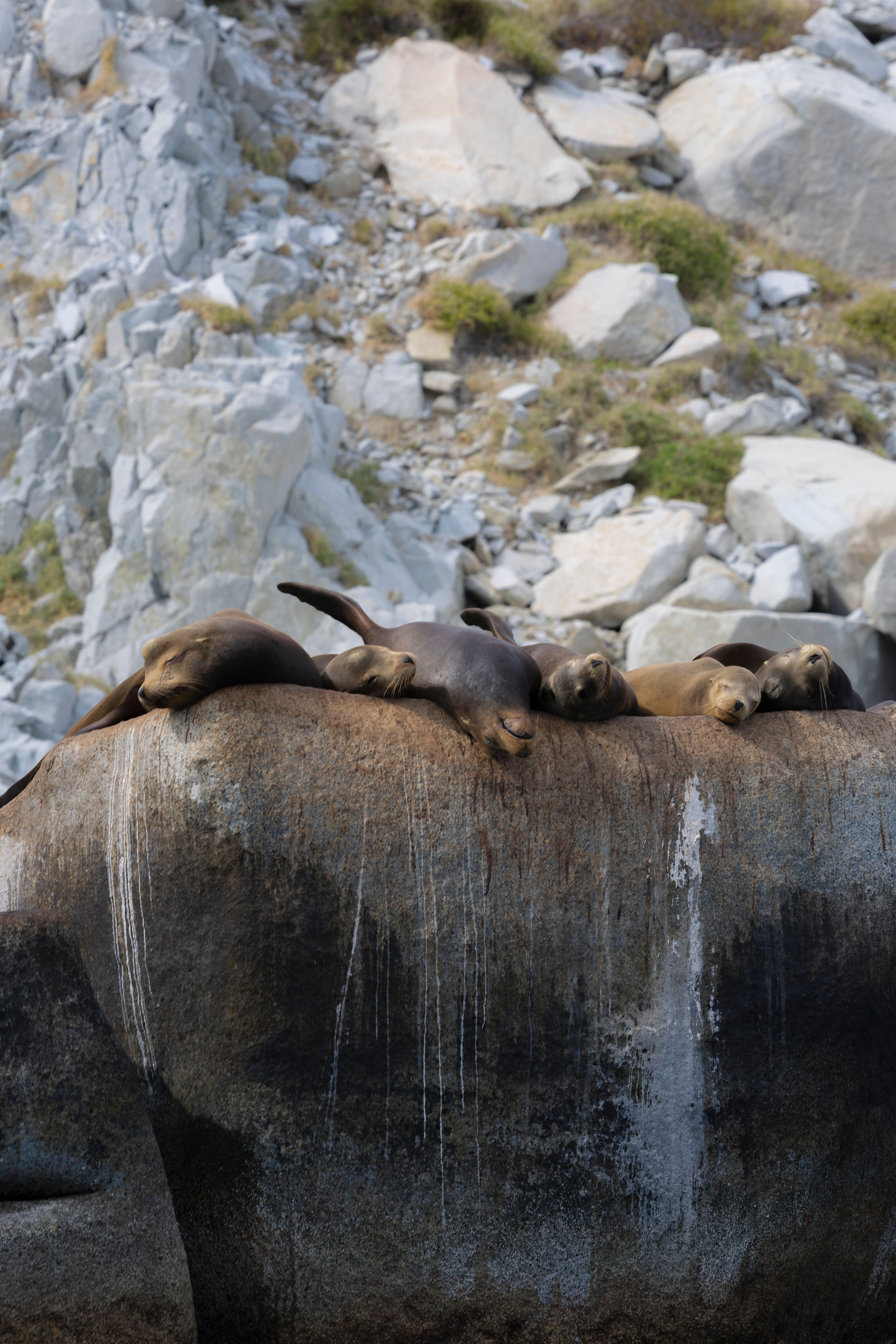 La Paz : excursion sur l’île d’Espíritu Santo 