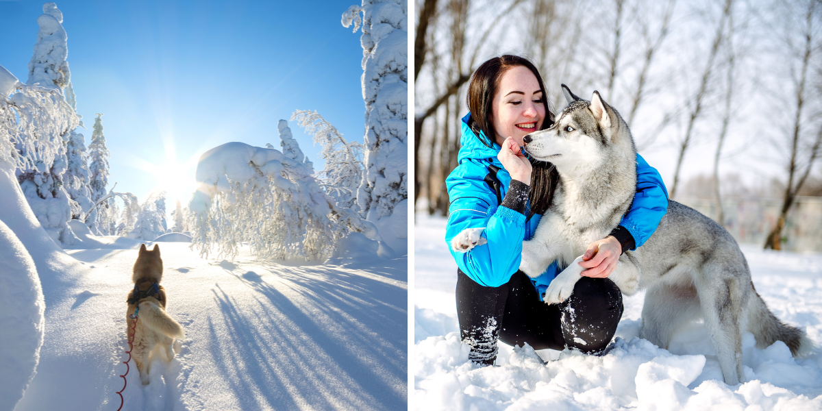 Cani-rando dans le parc d'Hossa 