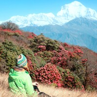 Gandruk - Tadapani : entre les plantations de thé