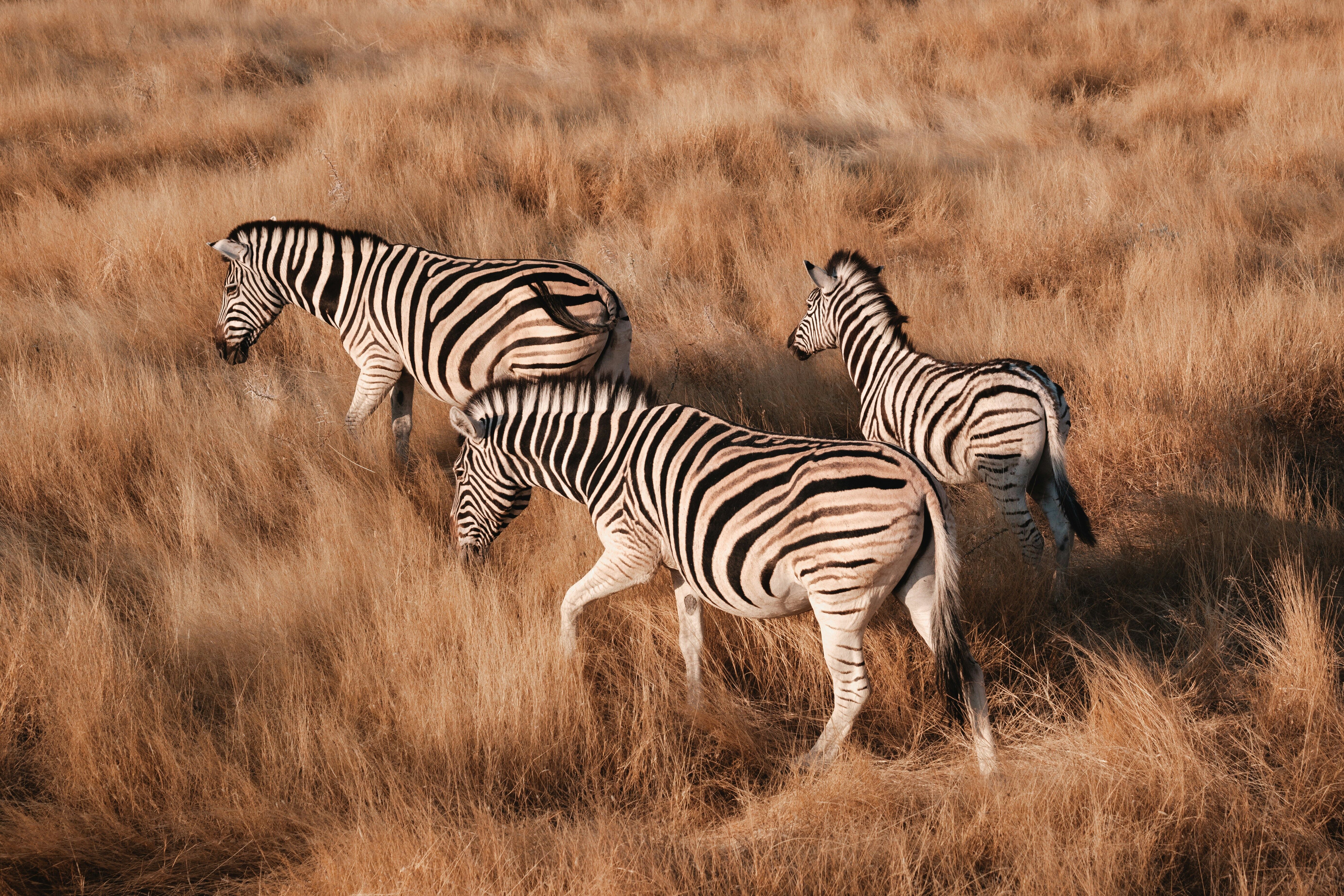 Parc National d’Etosha : journée complète de safari 