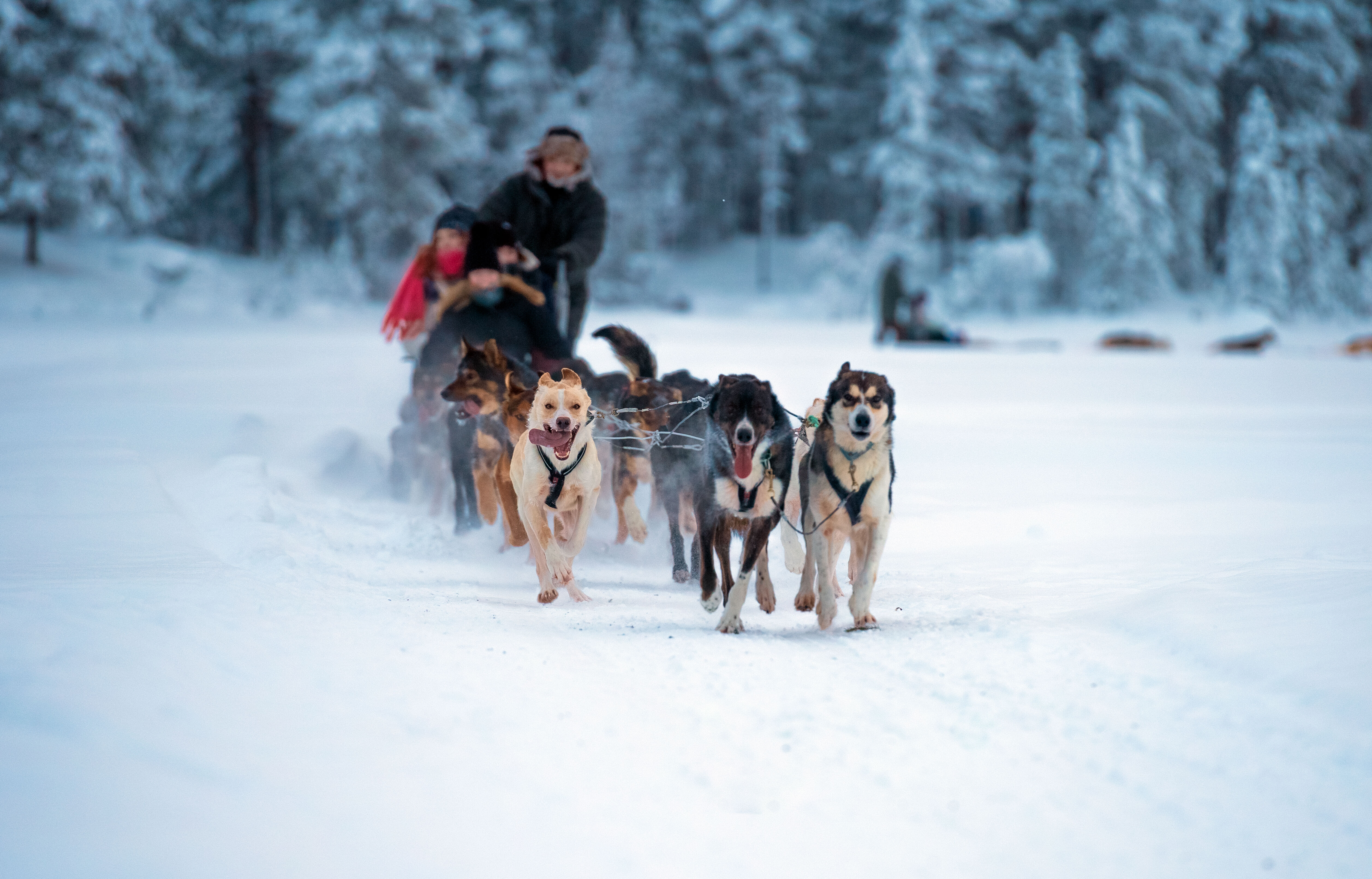 Conduite d'attelage de chiens de traîneau