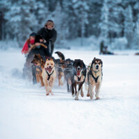 Conduite d'attelage de chiens de traîneau