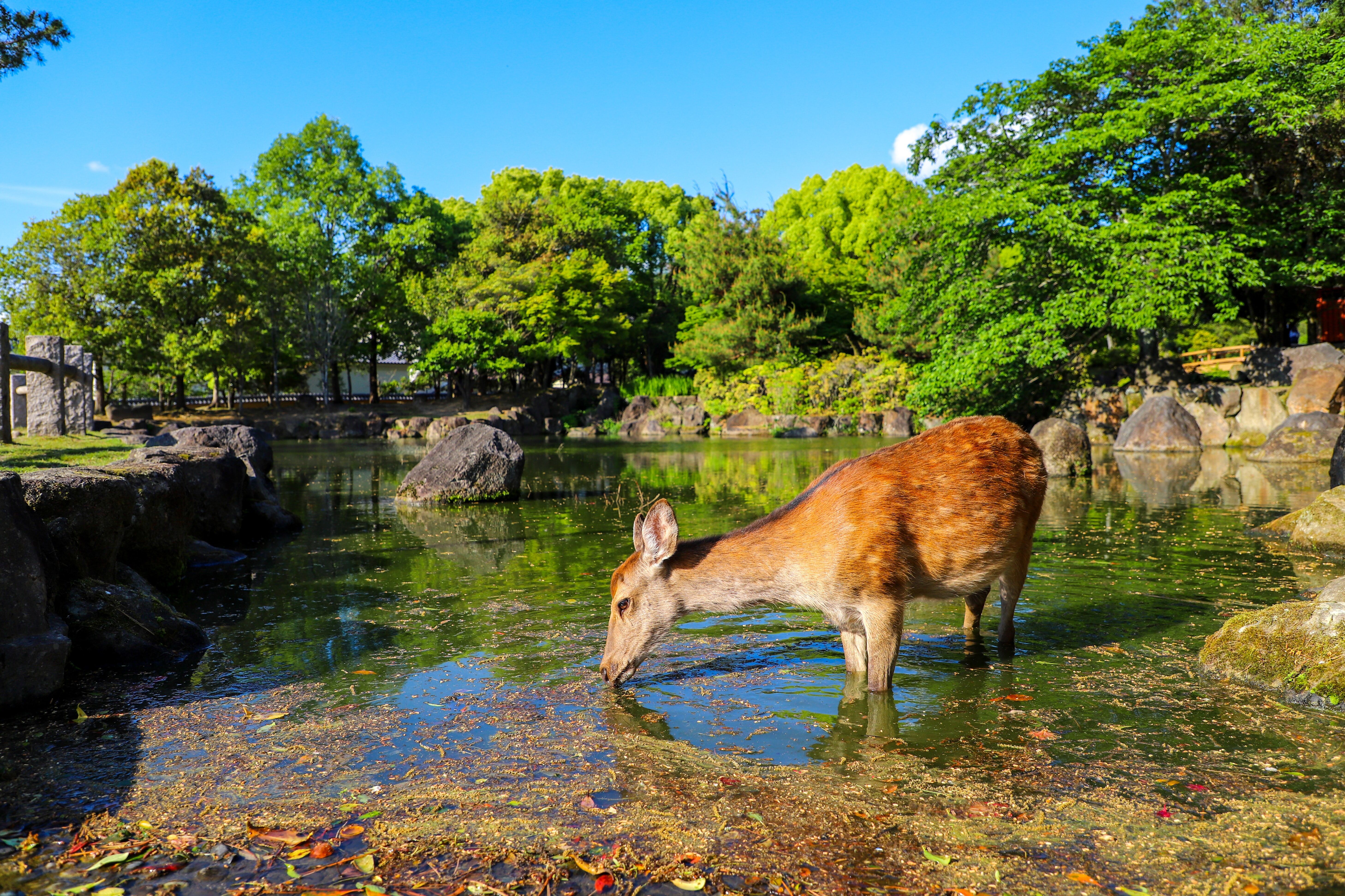  Kyoto - Nara - Osaka 