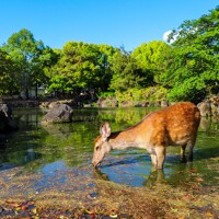 Kyoto - Nara - Osaka