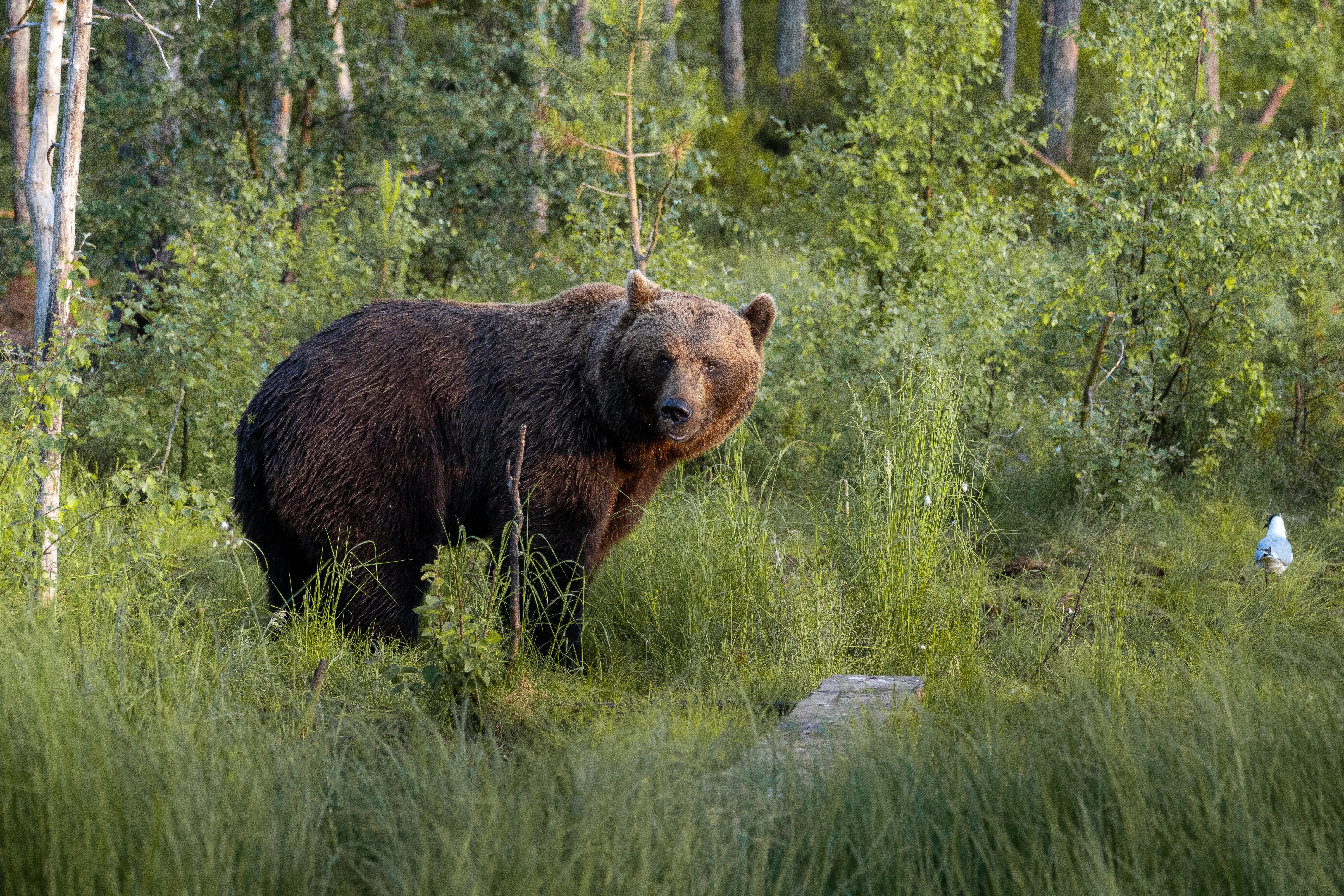 Hossa : journée libre et soirée observation de l'ours 