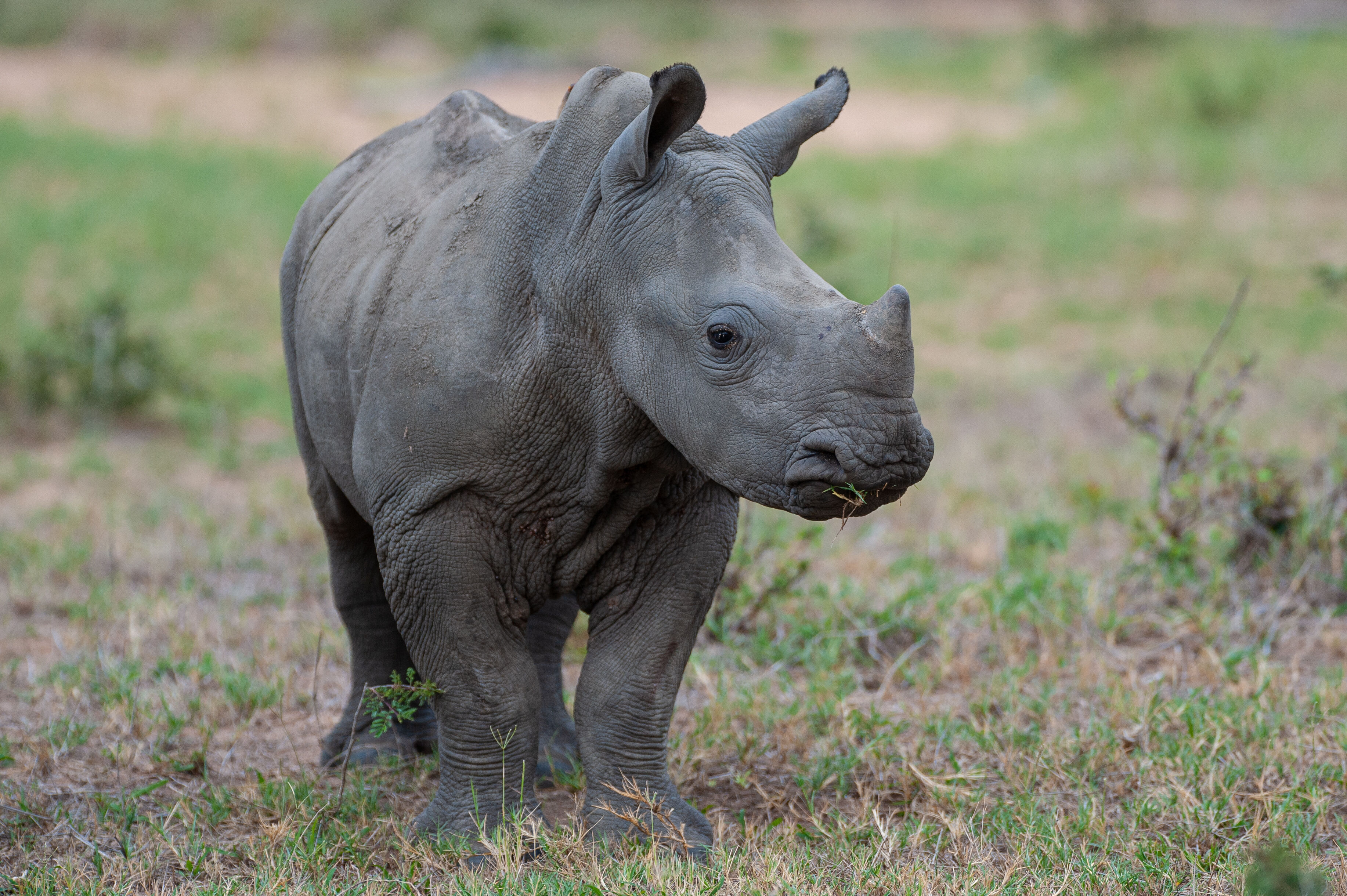 Safari 4x4 à Hluhluwe 