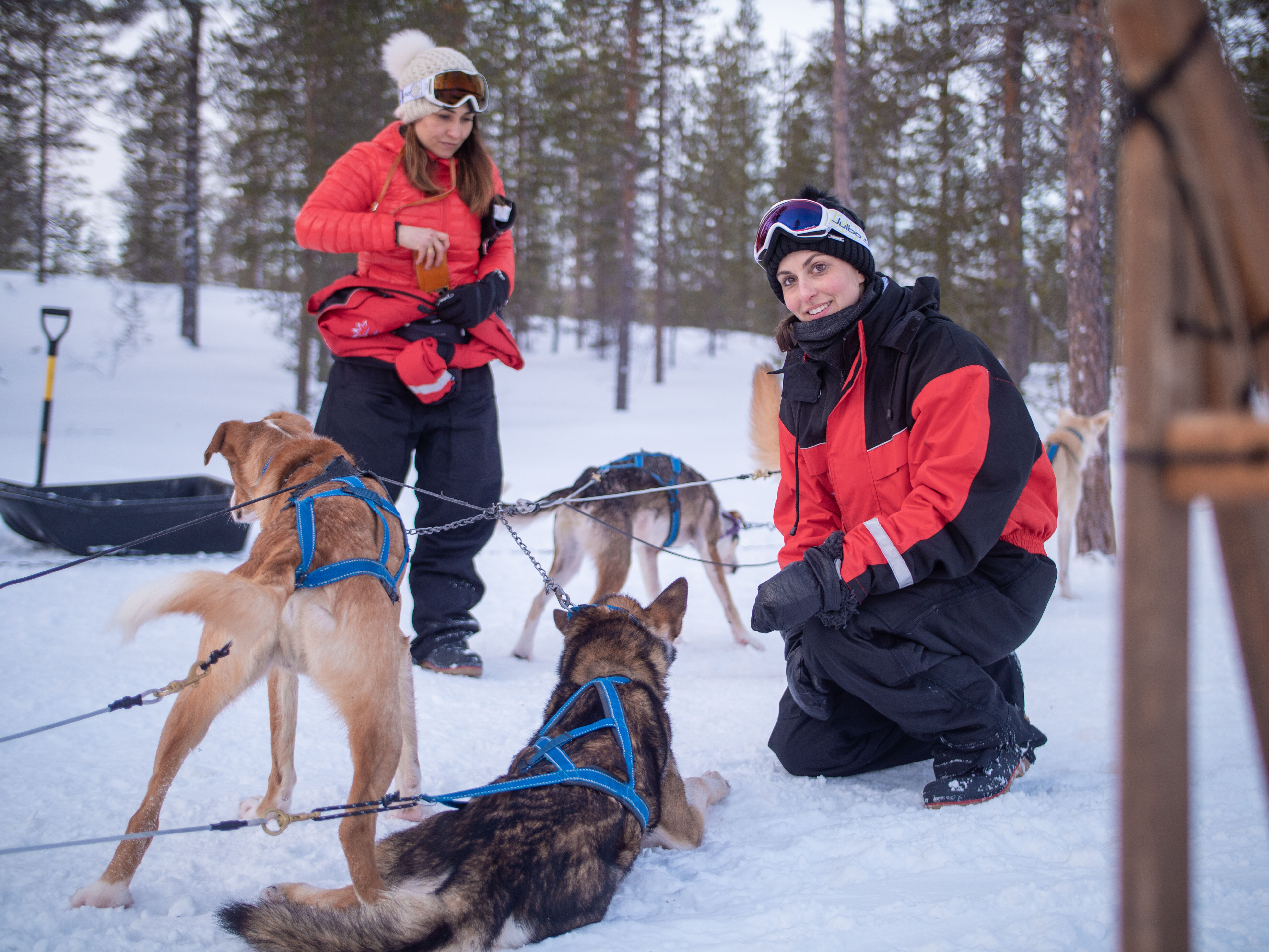Safari chiens de traineau 