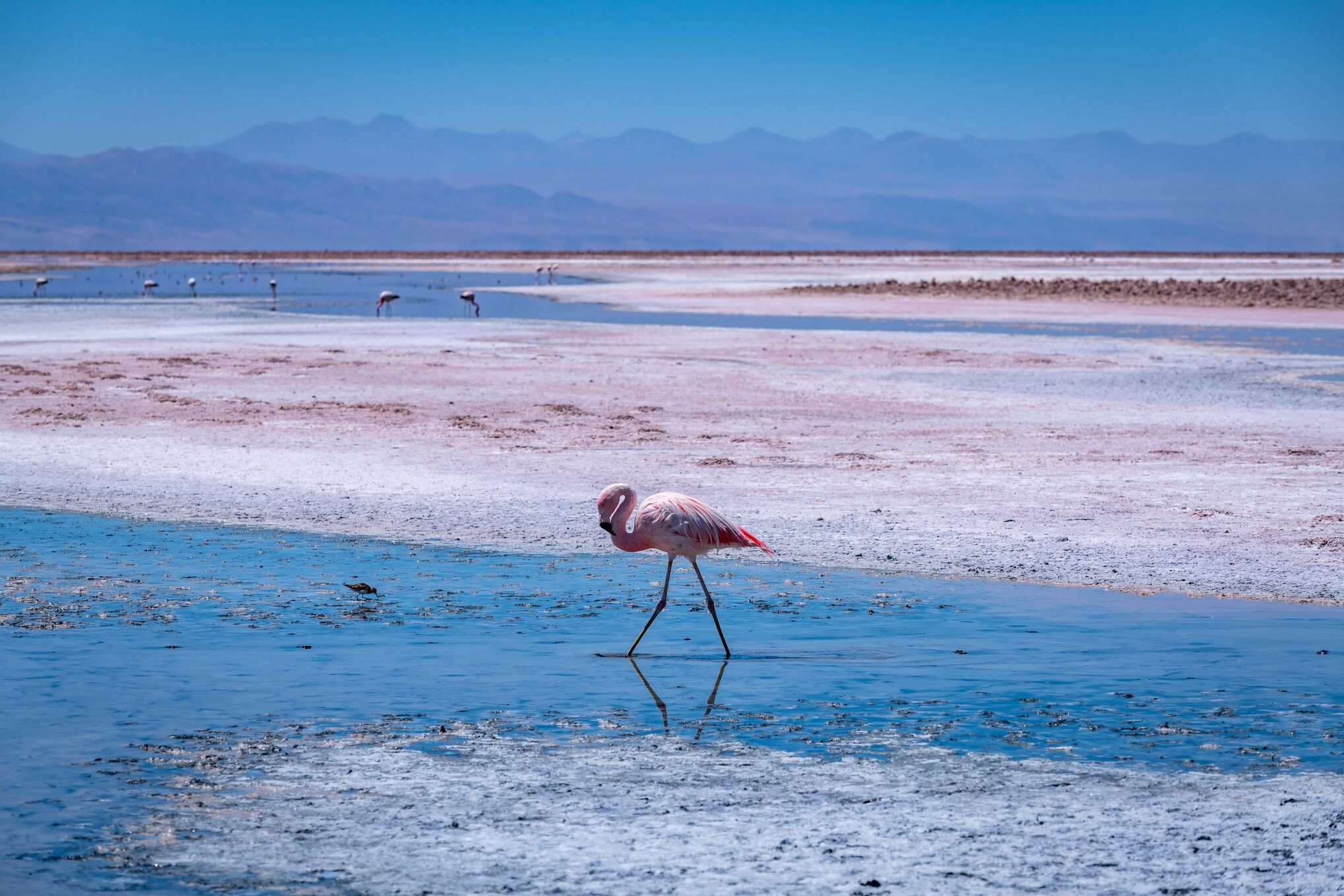 San Pedro de Atacama : lagunes altiplaniques et salar d'Atacama 