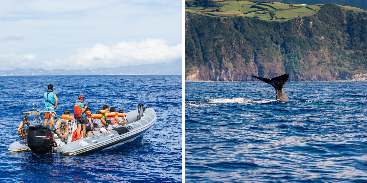 Embarquez pour une sortie en mer à la rencontre des cétacés 