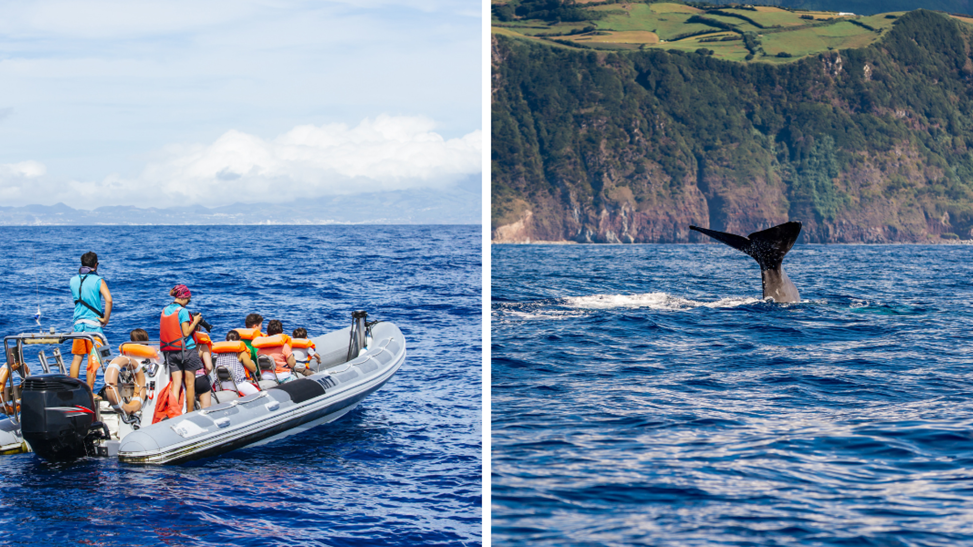 Embarquez pour une sortie en mer à la rencontre des cétacés