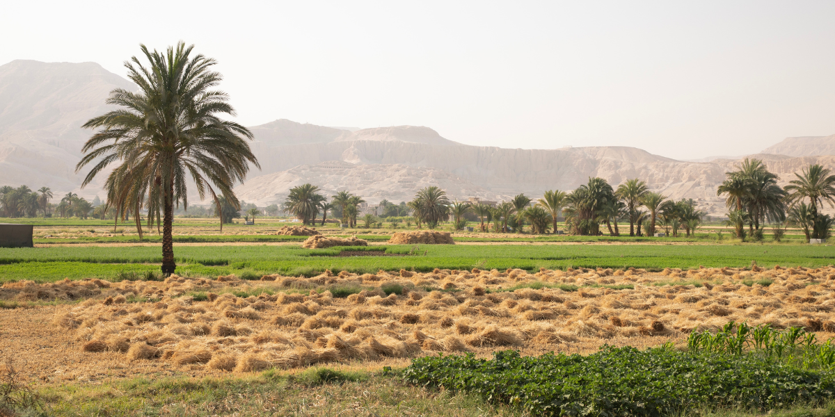 Plongez dans la campagne de Louxor 
