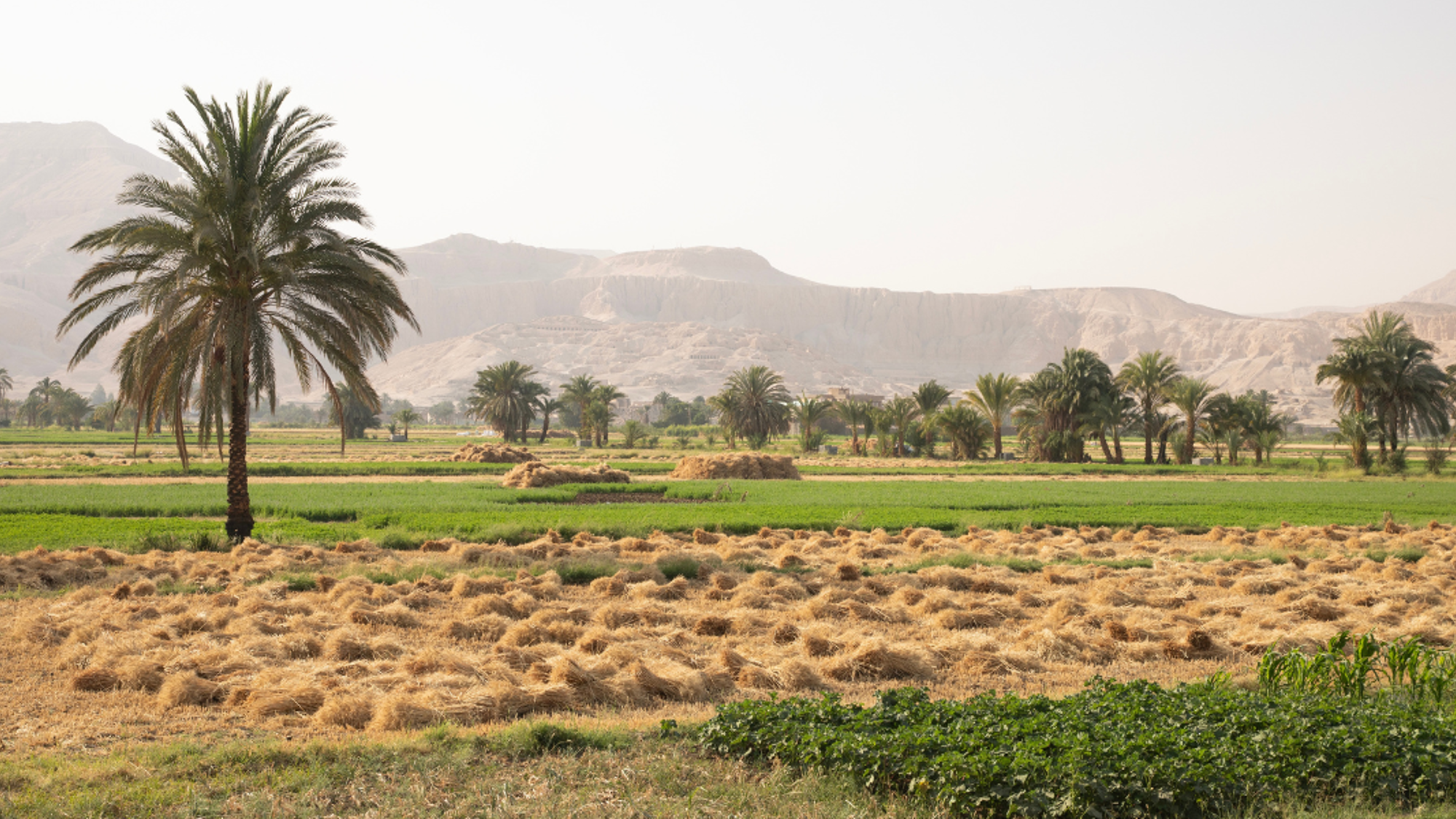 Plongez dans la campagne de Louxor