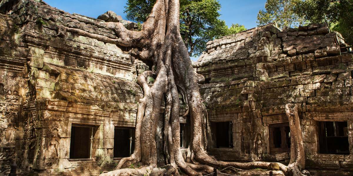 Le Temple de Ta Prohm dans la jungle de Siem Reap - jour 9 