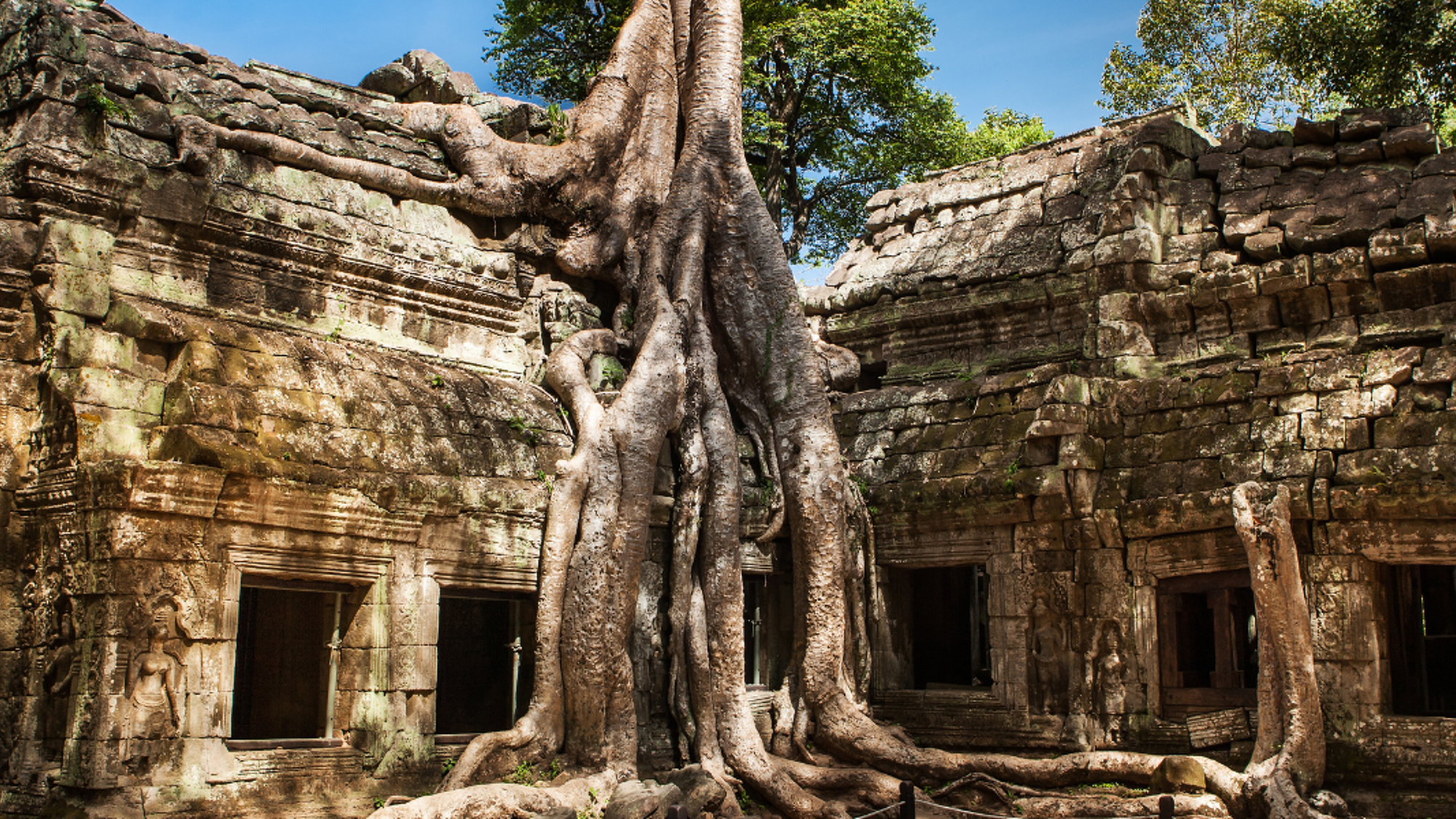 Le Temple de Ta Prohm dans la jungle de Siem Reap - jour 9