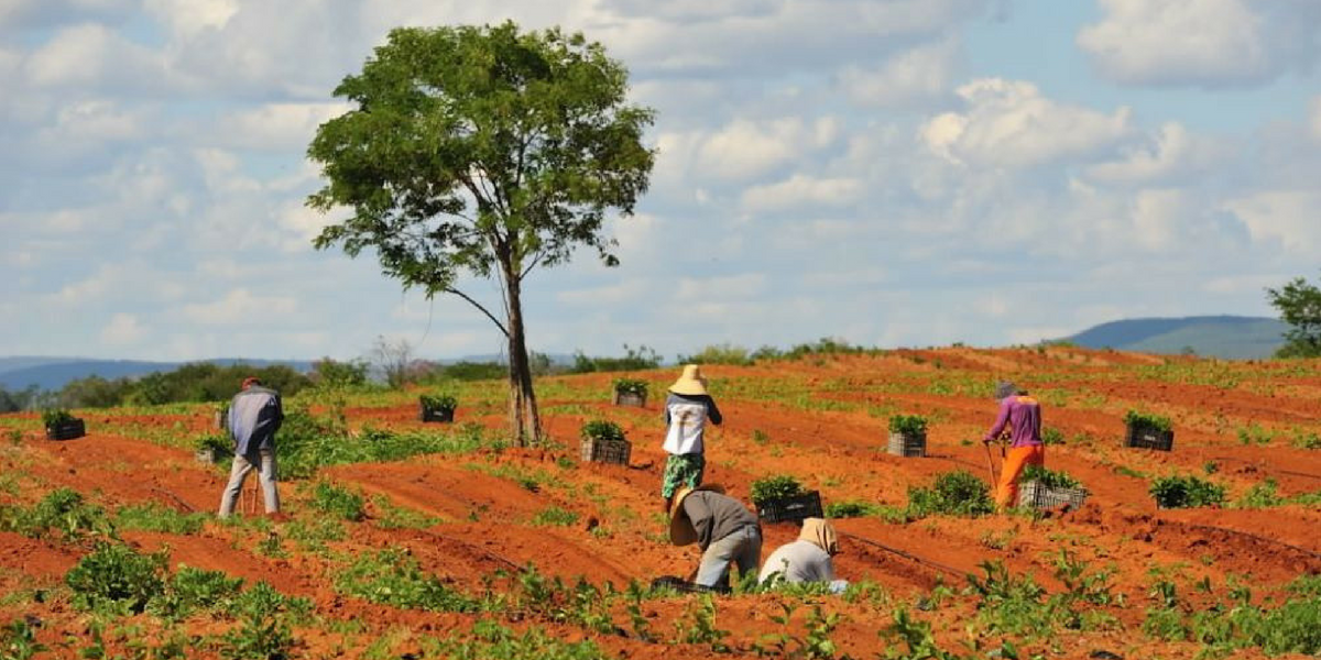 Fazenda Bio do Rio Negro 