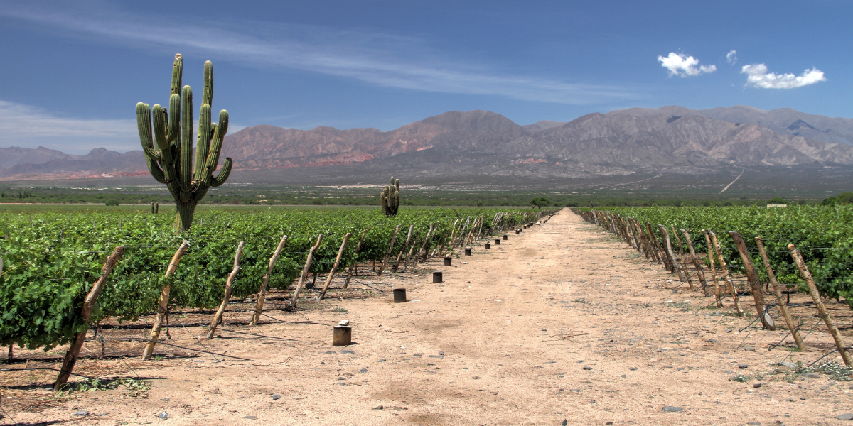 La visite d'un vignoble suivie d’une dégustation de vins - jour 15 (Argentine) 